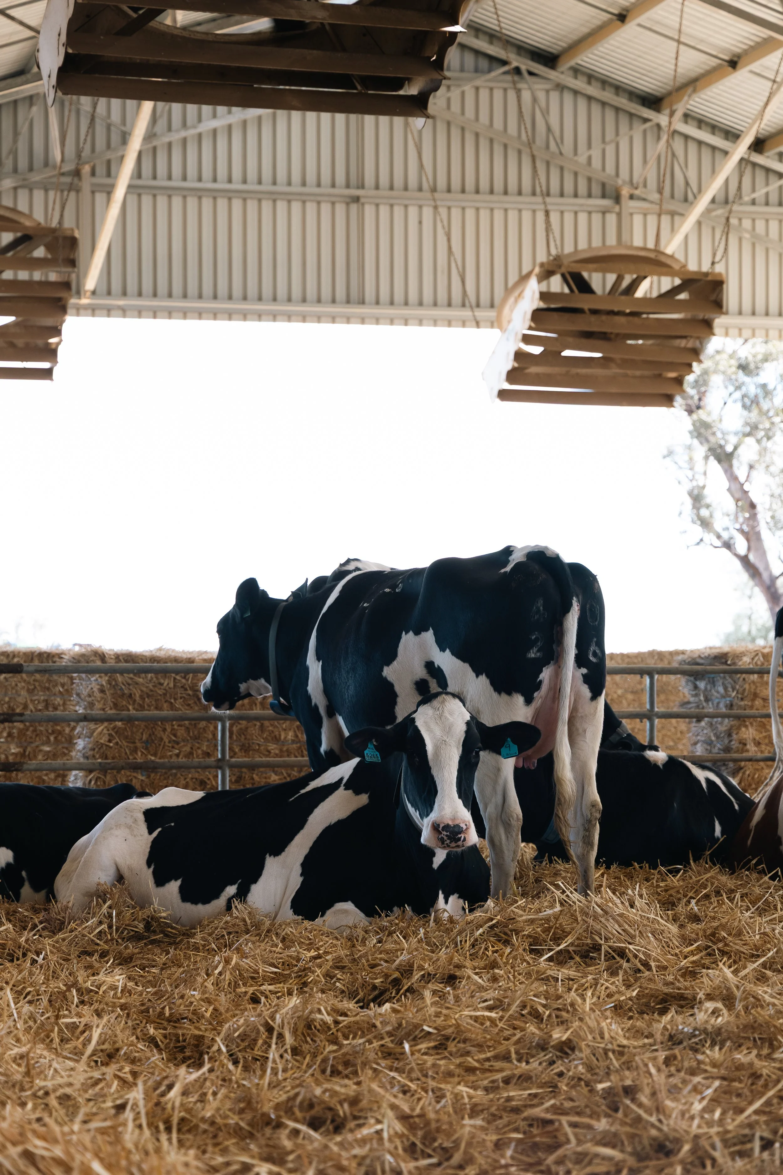 Cows resting in a barn with straw bedding, metal railings, and a metal roof structure.