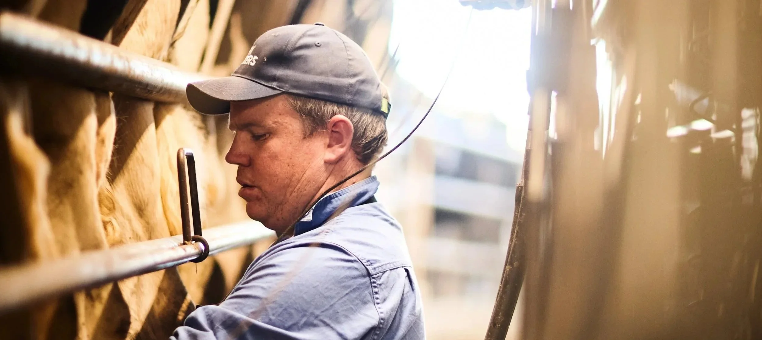 A man wearing a cap and blue shirt working in a dairy farm, attaching a milking machine to cows' udders.