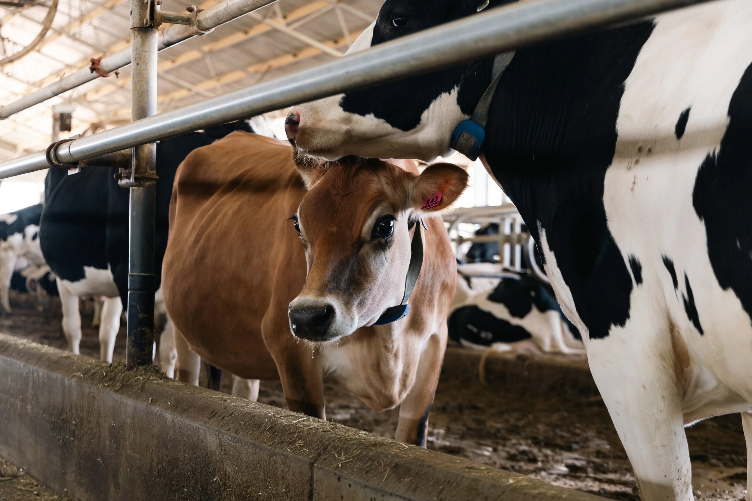 Cows in a barn, some are black and white and some are brown, standing near feeding troughs.