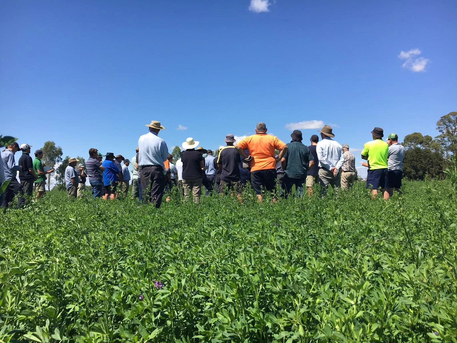 A large group of people in a field, wearing hats, facing away from the camera, with clear blue sky and trees in the background.