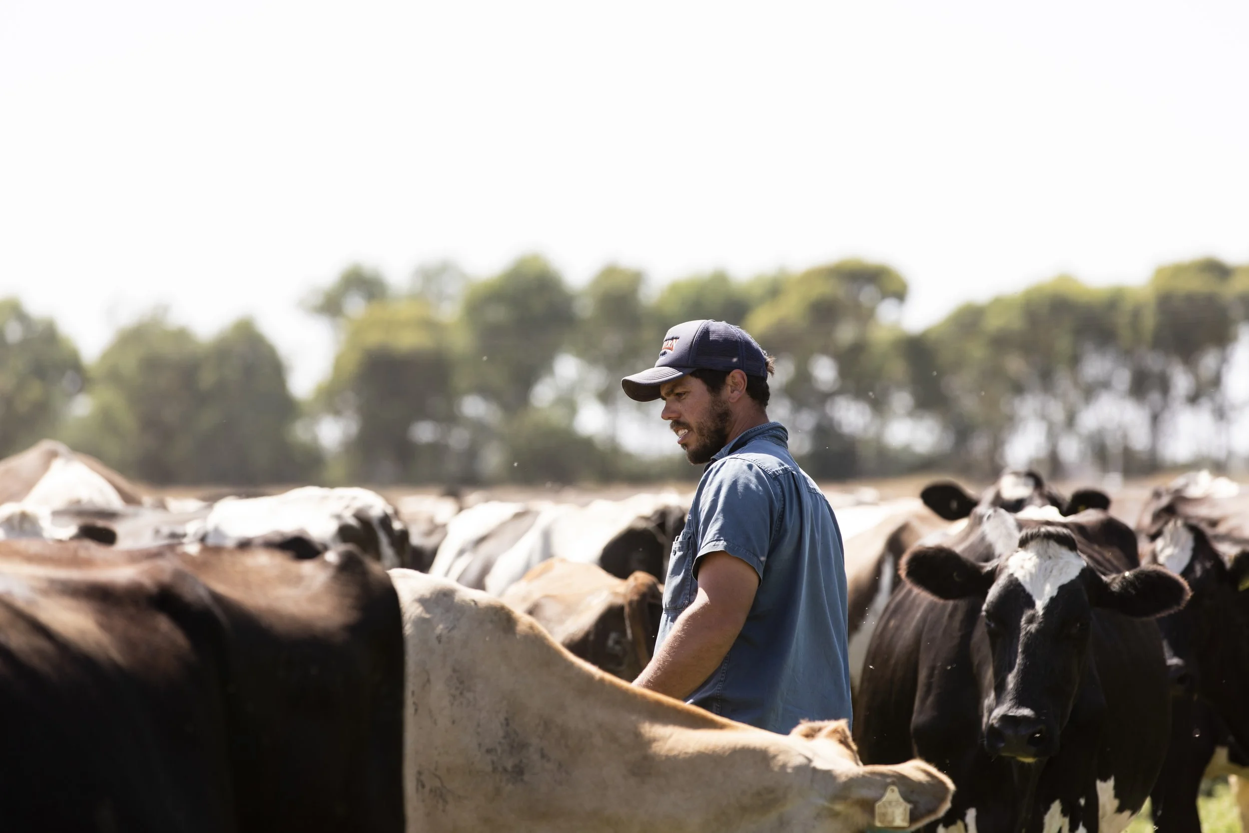 A man wearing a blue shirt and baseball cap herds cows in a field with trees in the background.