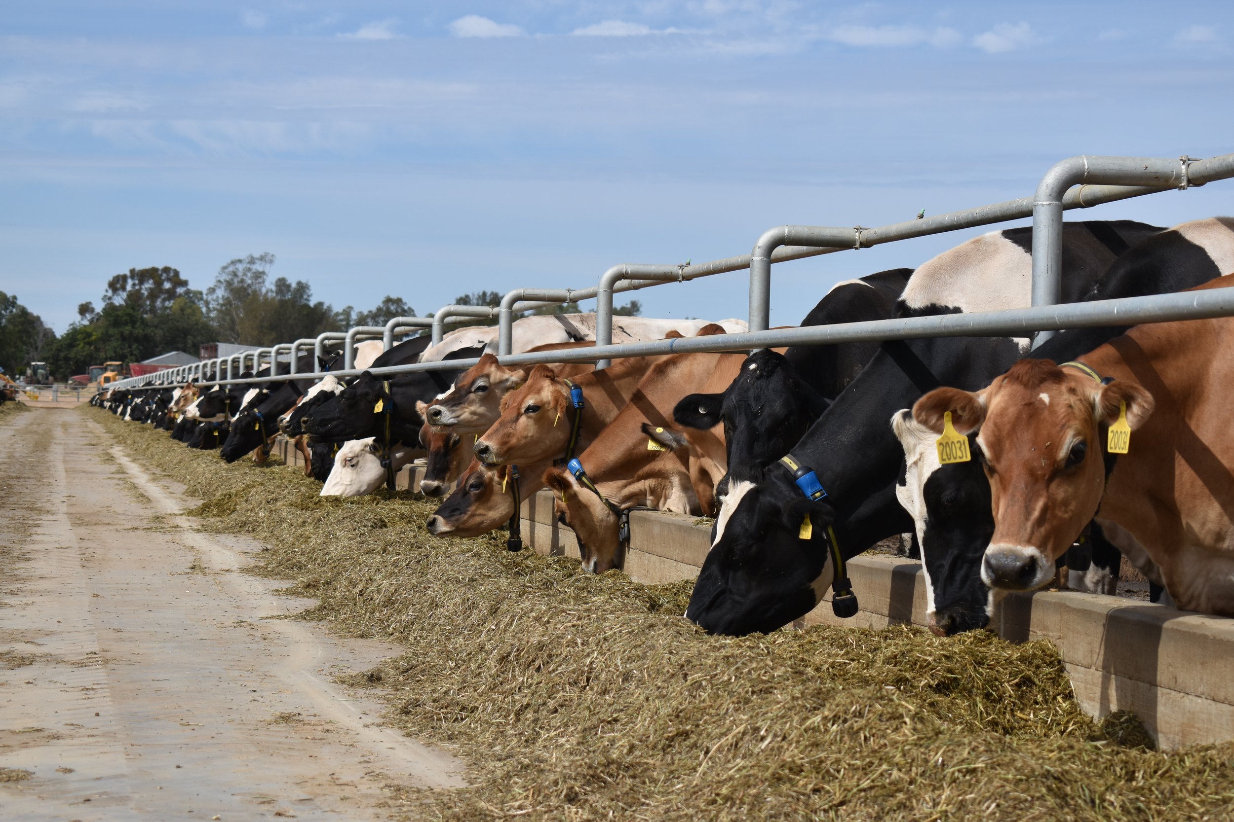 Line of cows feeding on hay in a farm setting under a clear blue sky.