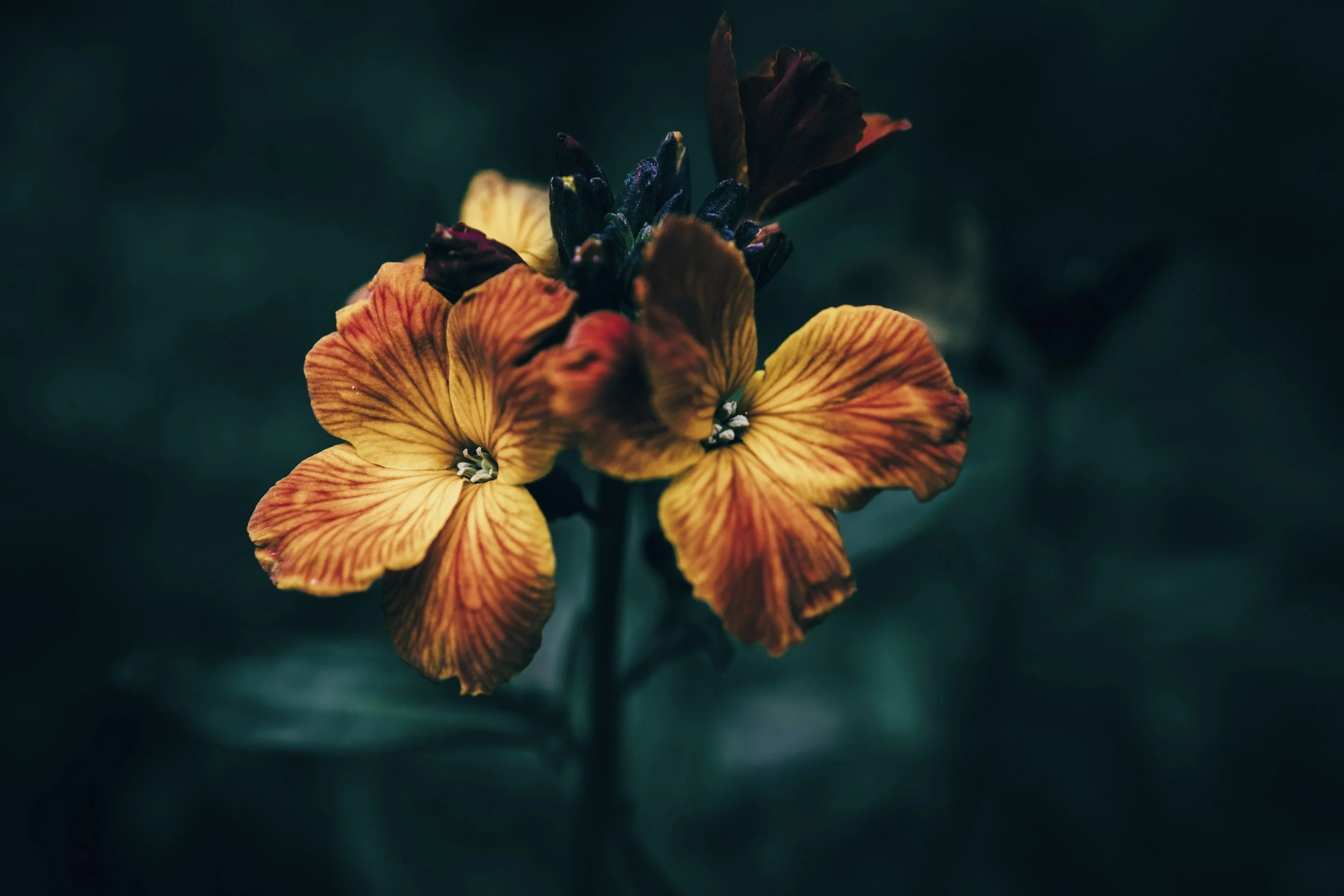 Close-up of an orange and yellow flower with dark background.