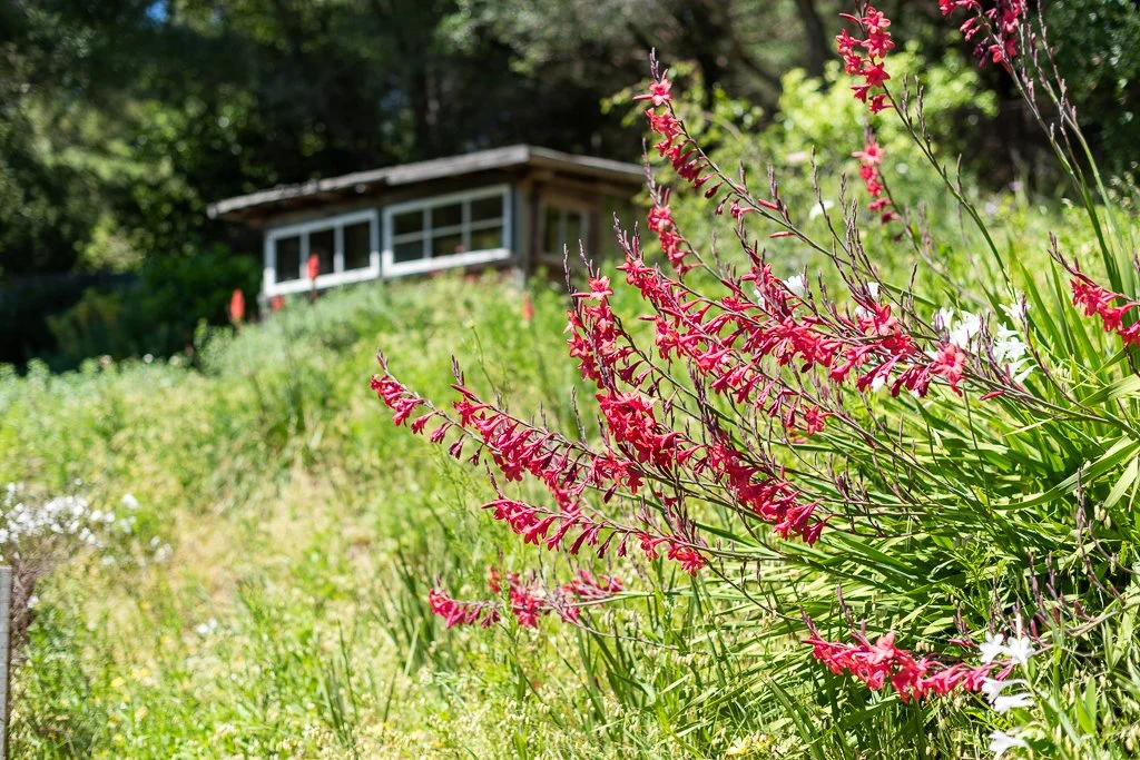Bright pink and white flowers in a garden with a small house with a screened porch in the background.