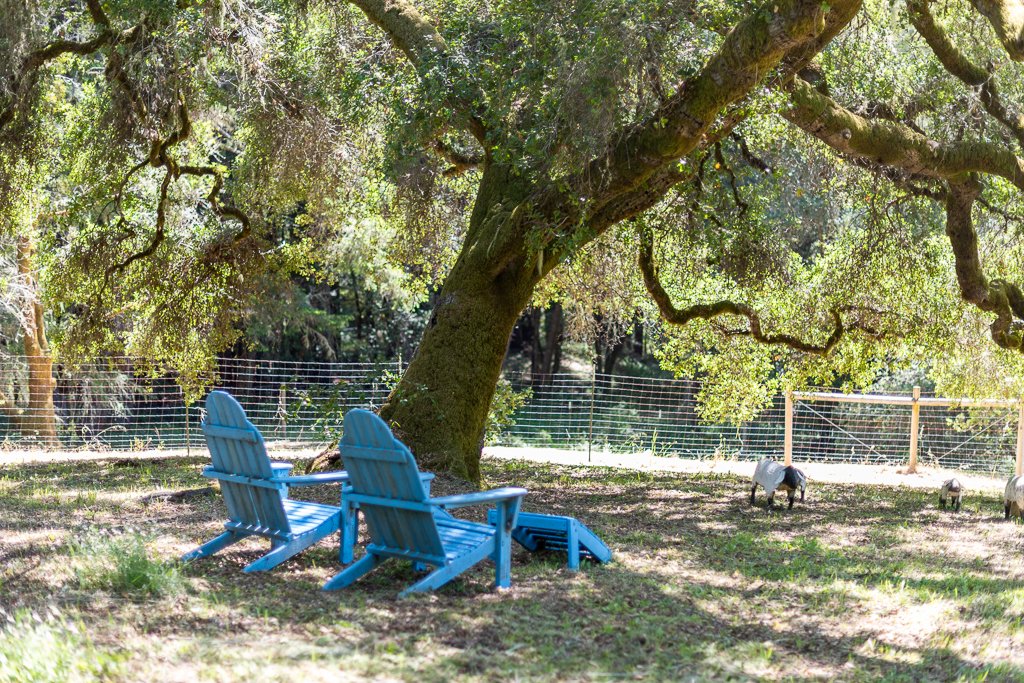 Two blue Adirondack chairs under a large, leafy tree in a grassy yard, with goats grazing in a fenced area in the background.