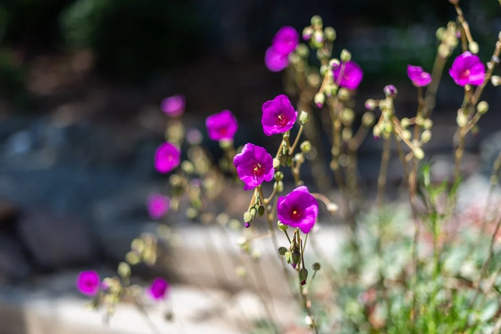 Close-up of vibrant purple and pink flowers with green buds on delicate stems, outdoors with blurred background.
