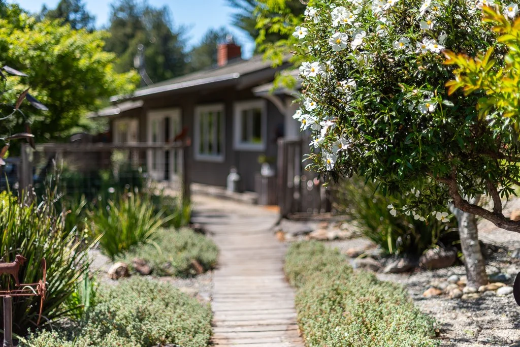 A wooden pathway leading to a house with gray exterior walls, surrounded by white flowering bushes and lush green plants in a garden.