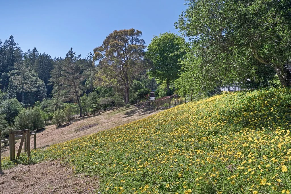 A hillside covered with yellow flowers, with green trees and a wooden fence in the background under a blue sky.
