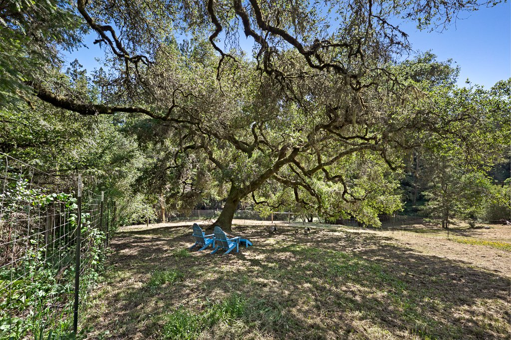 A spacious backyard with a large tree providing shade, three blue chairs positioned underneath, a fence on the left, and a grassy ground with patches of bare soil.