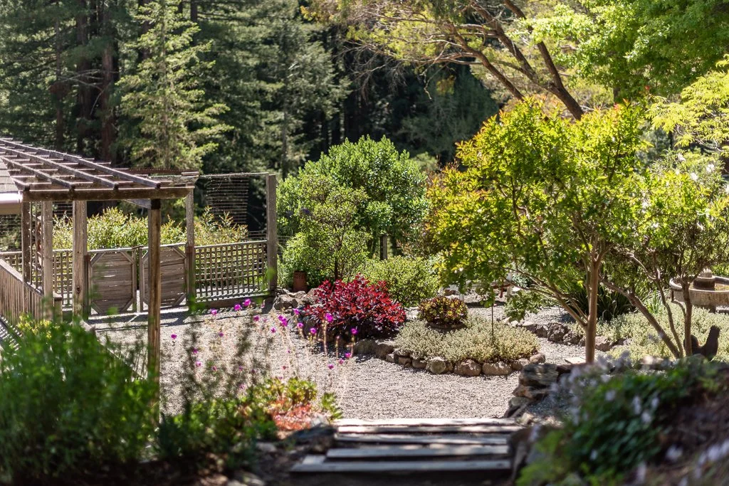 A lush garden pathway surrounded by various green plants and trees, with a small wooden lattice fence and a pergola on the left side, and a natural forest background with sunlight filtering through the leaves.
