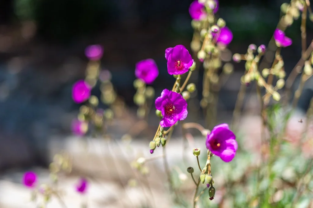 Close-up of purple flowers blooming on a plant with a blurred background.