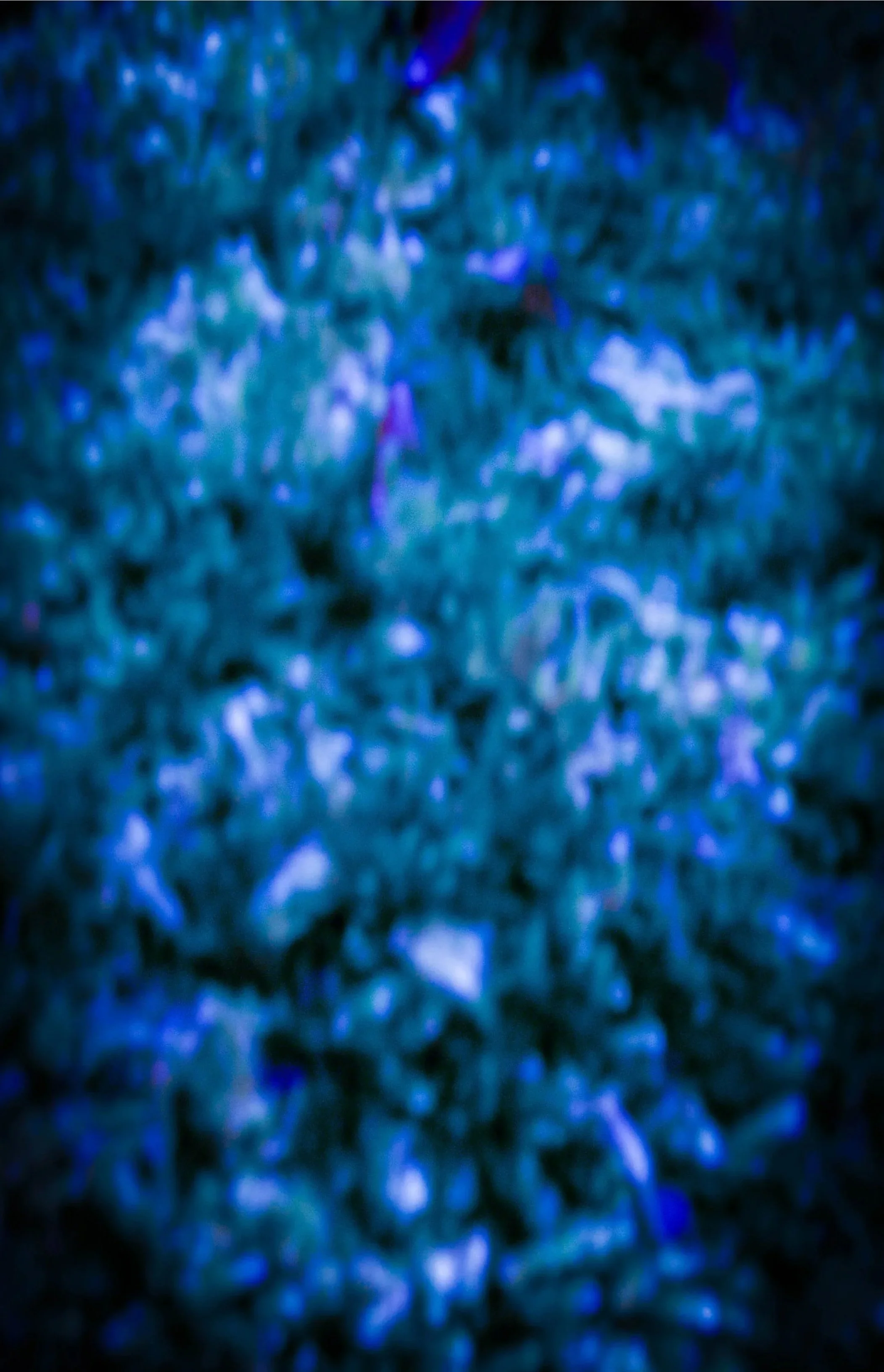 Life in Color #2, 2025, Digital Photograph