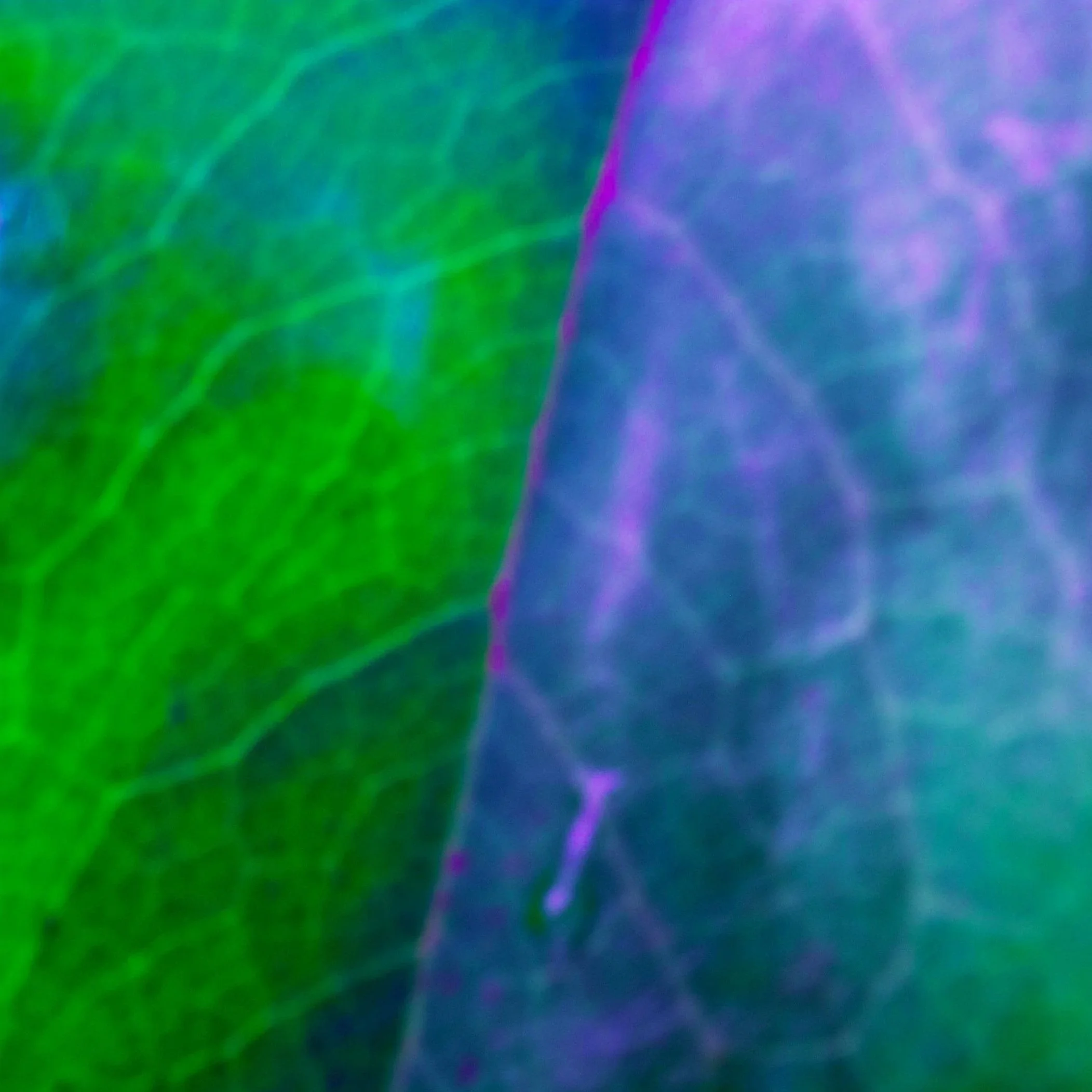 Life in Color #3, 2025, Digital Photograph