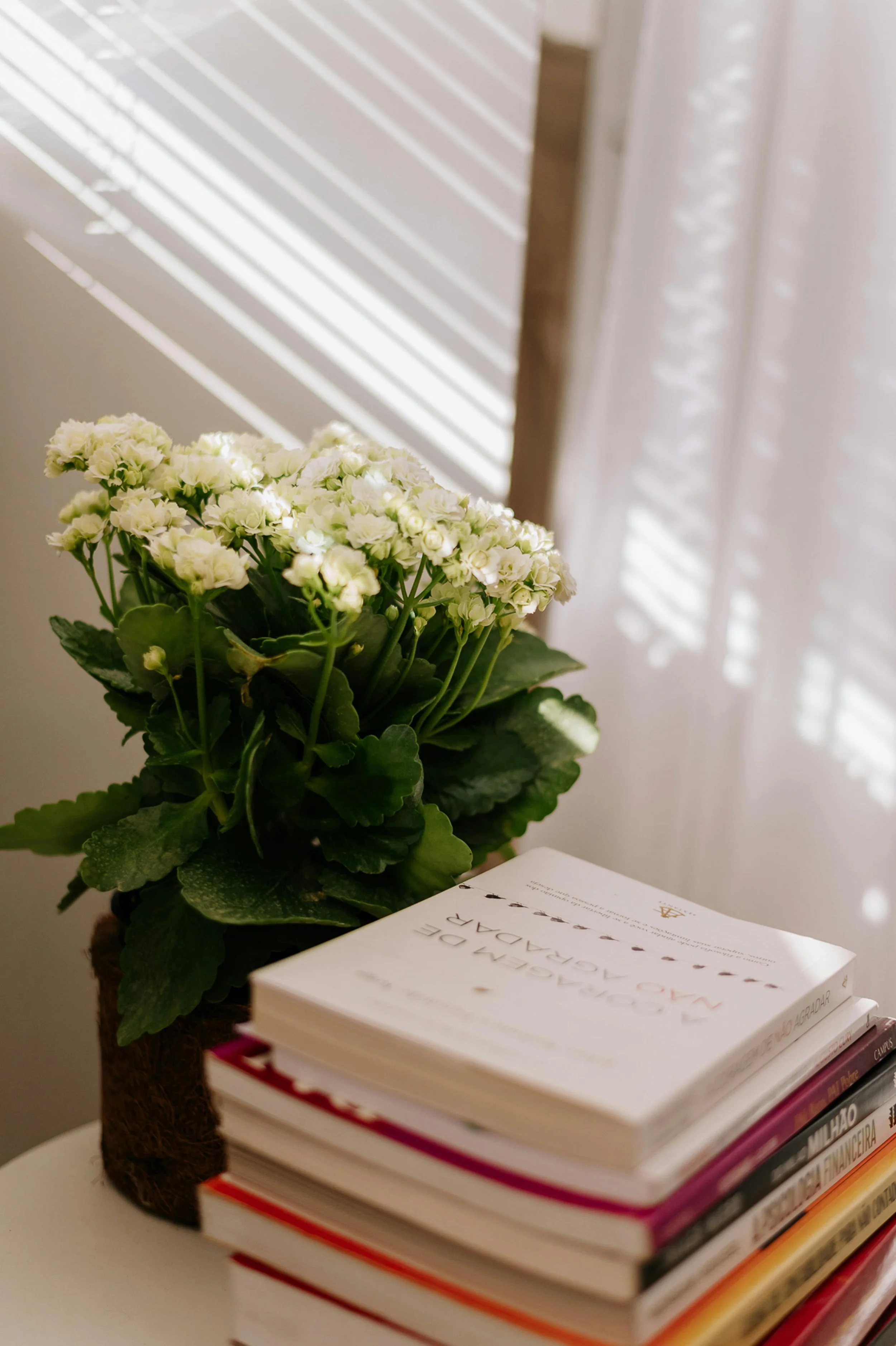 A potted plant with white flowers placed on top of a stack of books. The background shows window blinds casting shadows and light patterns.