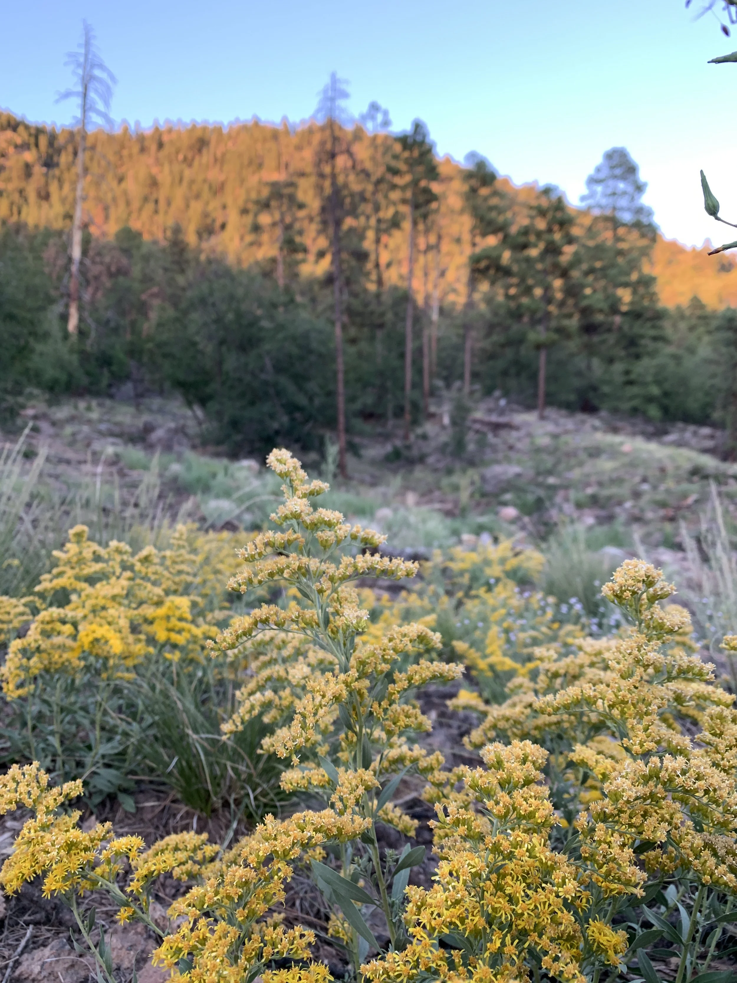 Yellow flowers in the foreground with a forested hillside and blue sky in the background.