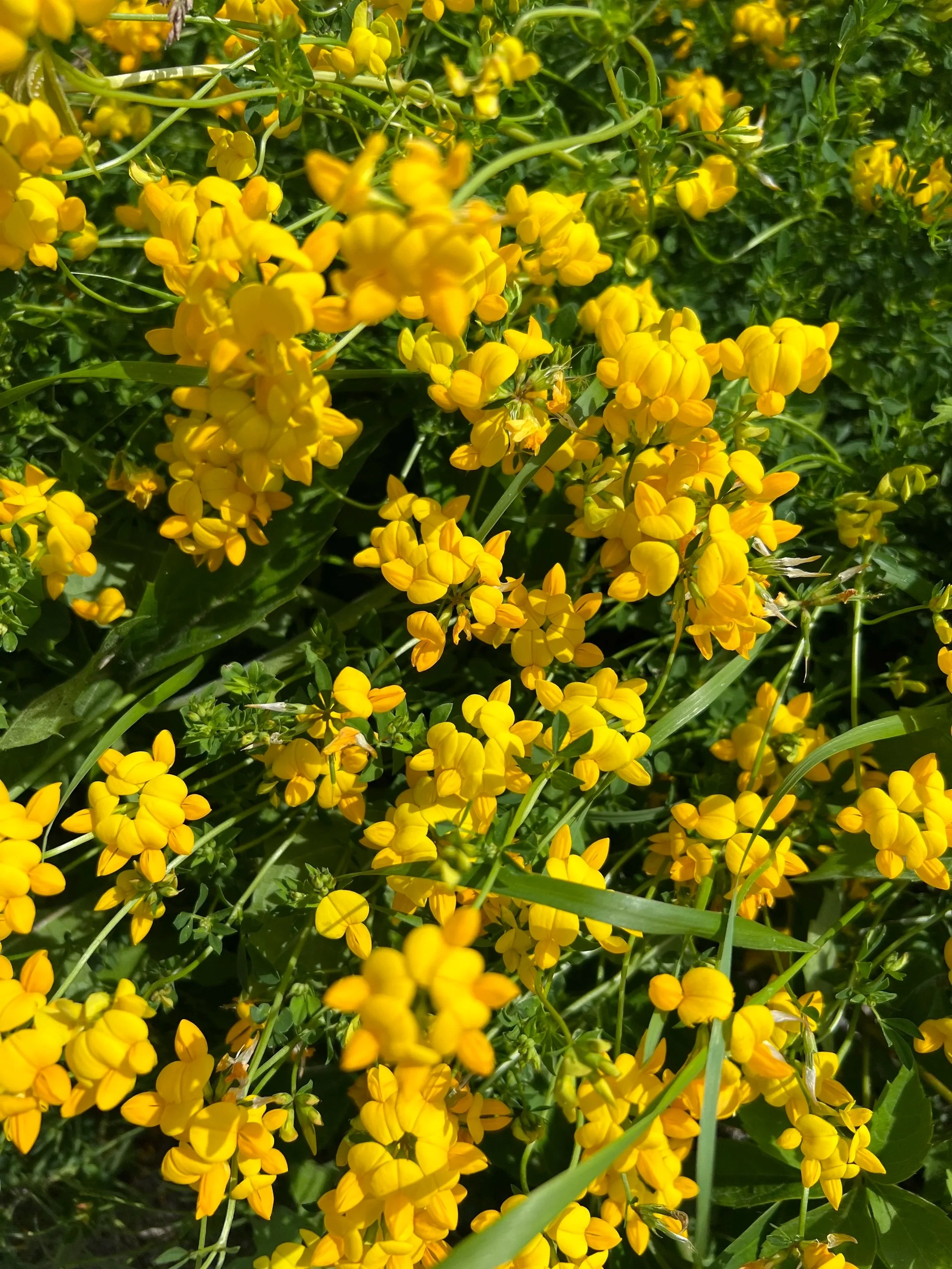 Close-up of yellow flowers with green foliage in the background.