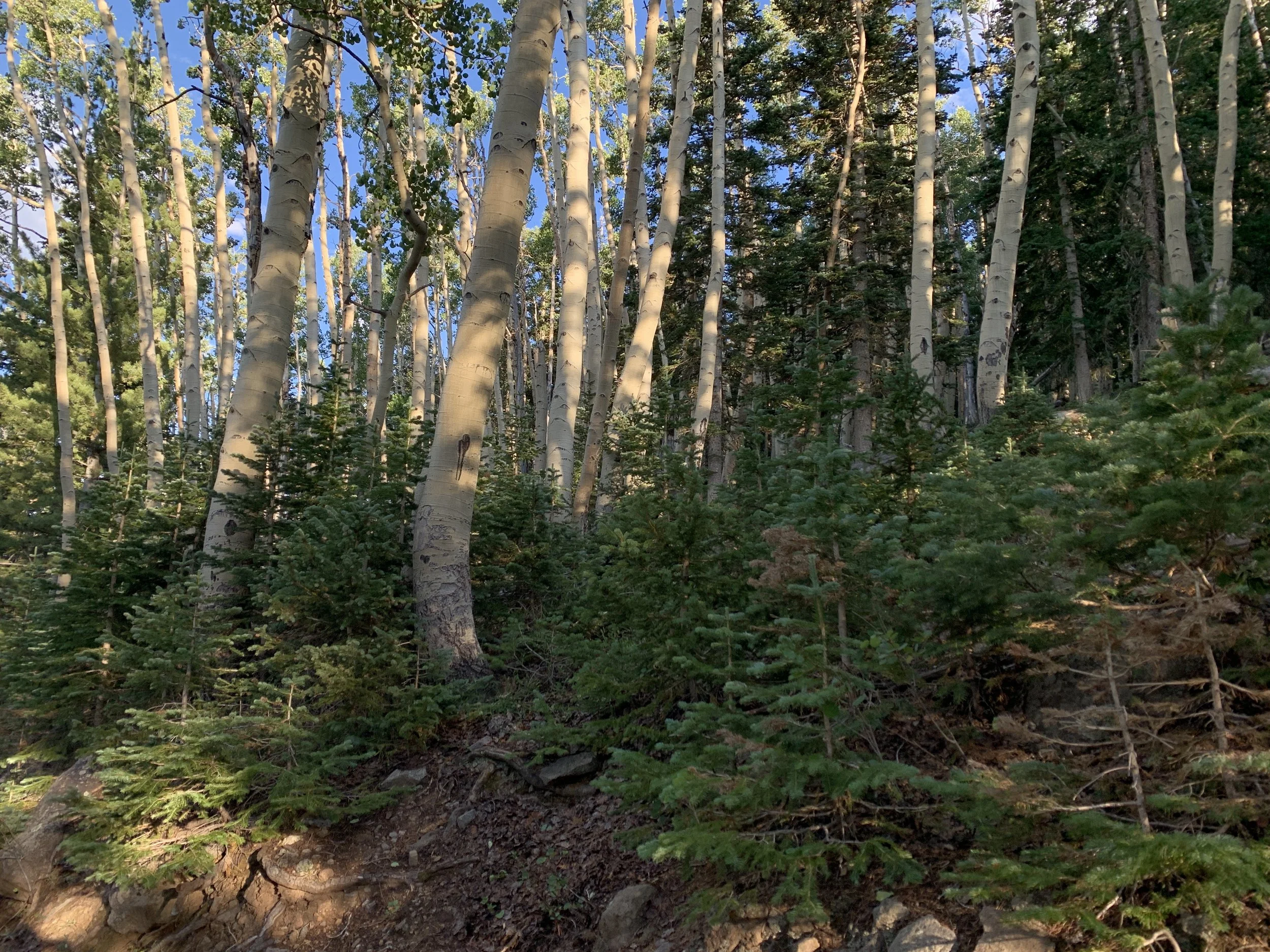 Tall aspen trees with white bark and green leaves in a forest with dense greenery and a partly cloudy blue sky overhead.