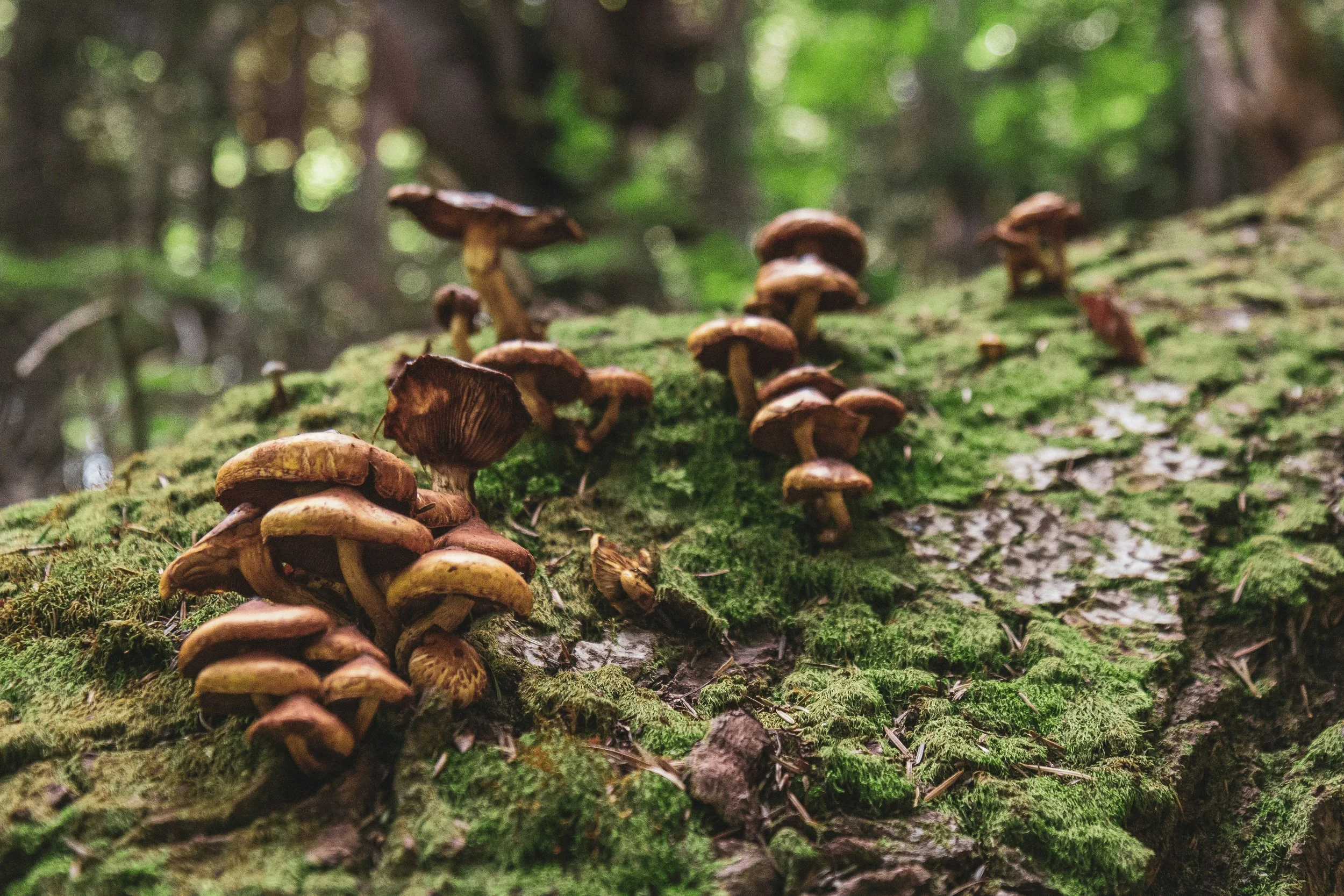 Beginner Mushroom Identification