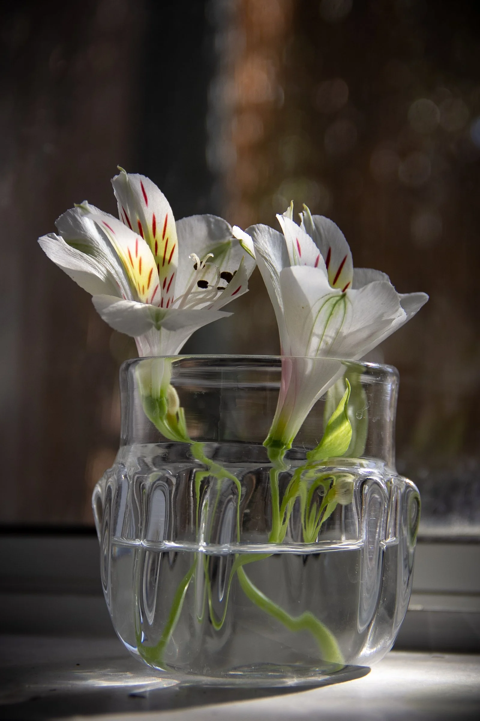 White alstroemeria flowers arranged in a clear glass vase.