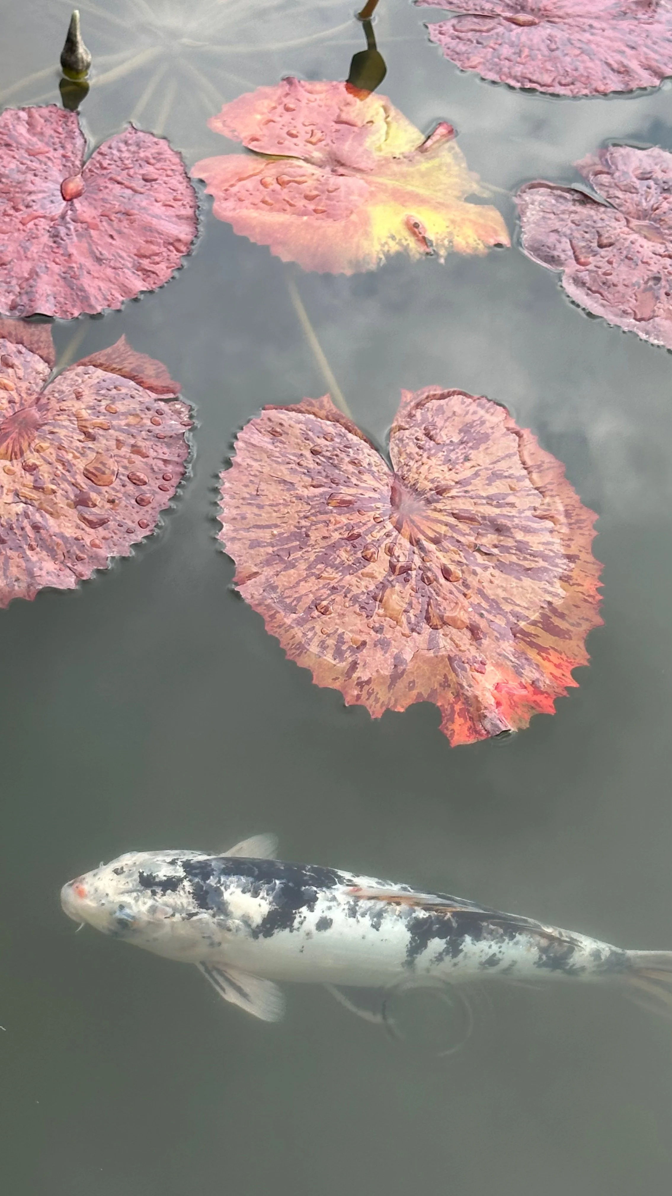 Pink lily pads floating above a speckled koi fish in a reflecting pond.