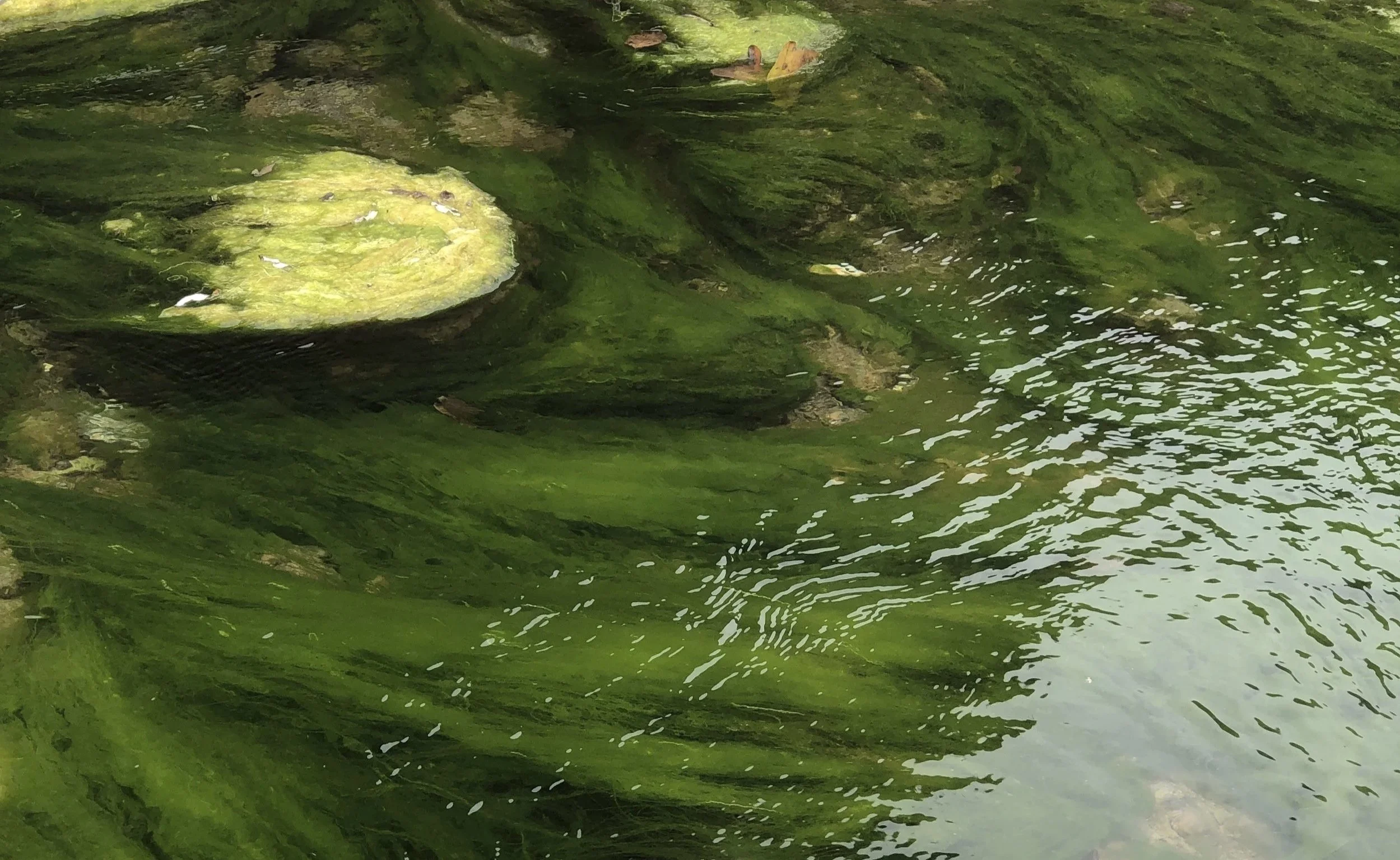 Green reflections and gentle ripples moving across the surface of water.