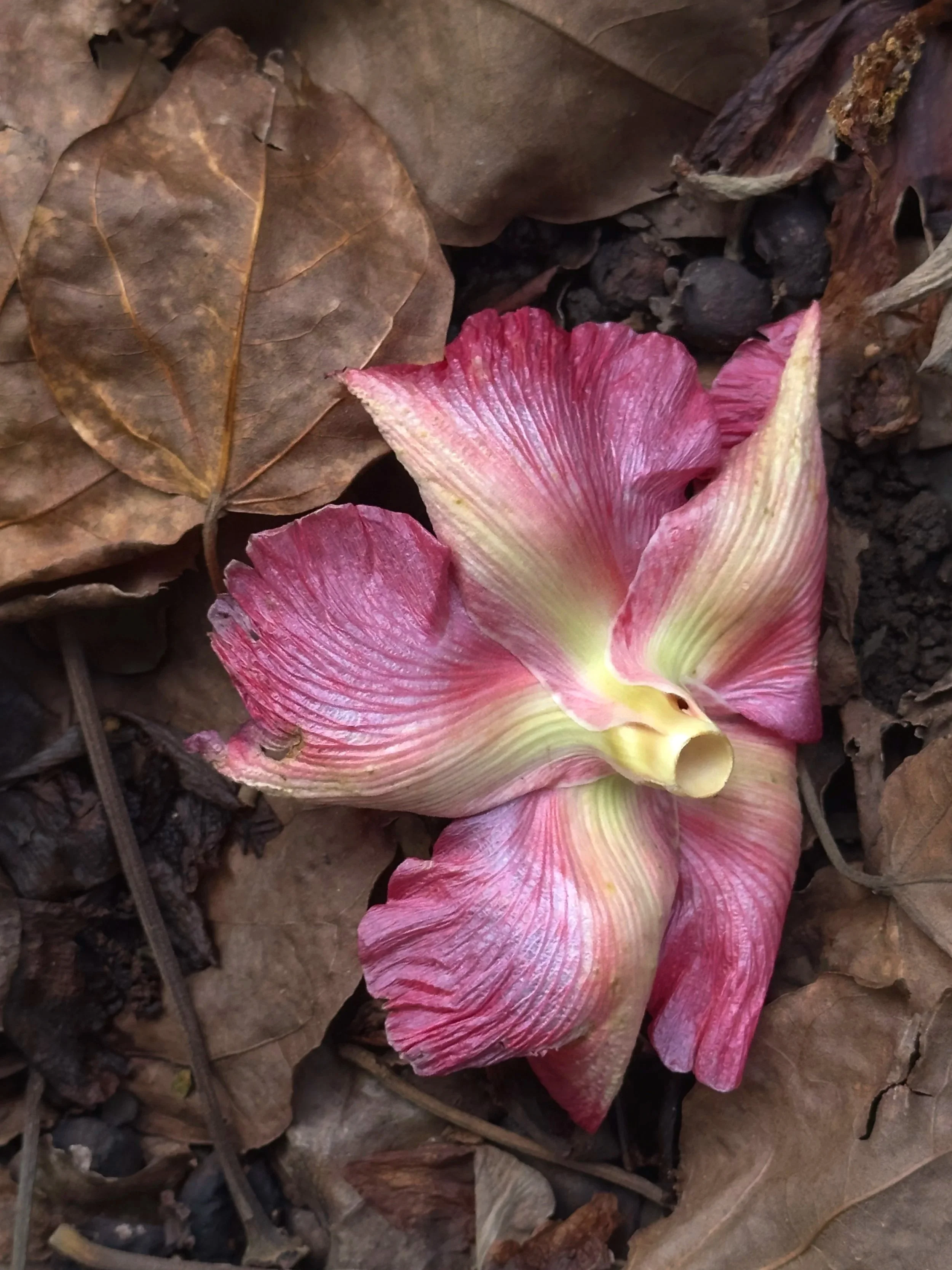 Pink hibiscus flower resting among dried brown leaves