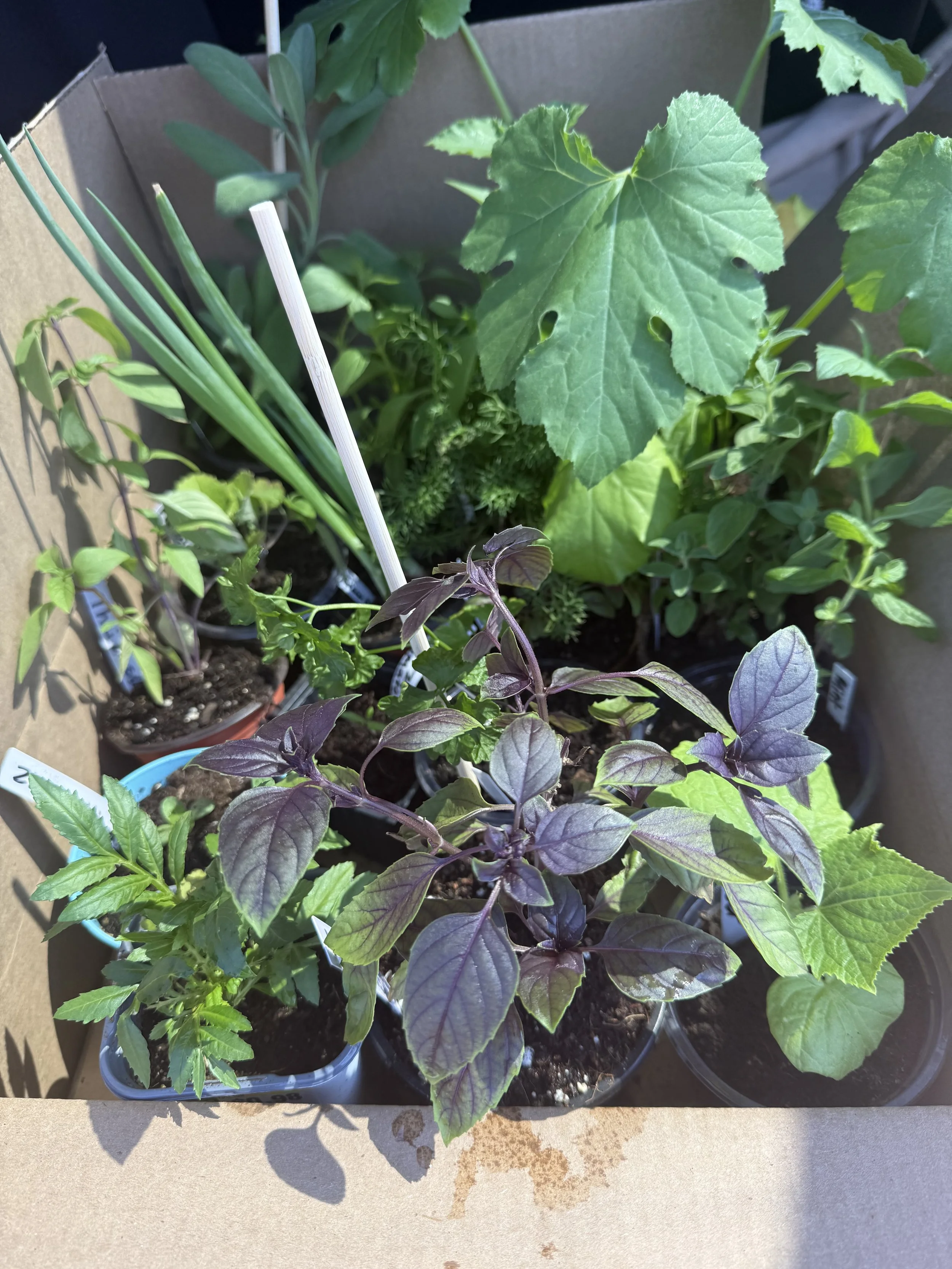 Garden in a Box