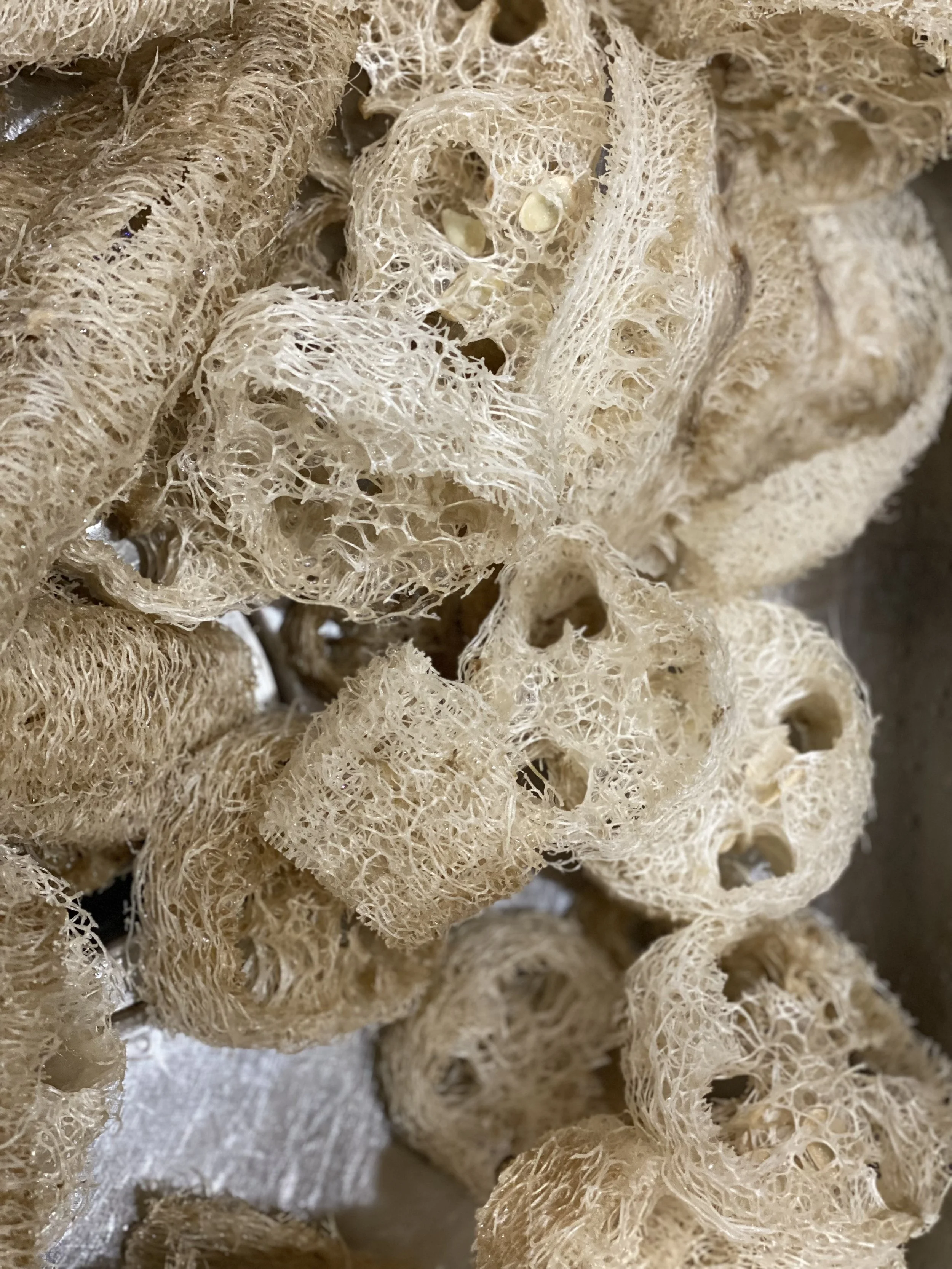 Premium Luffa Seeds