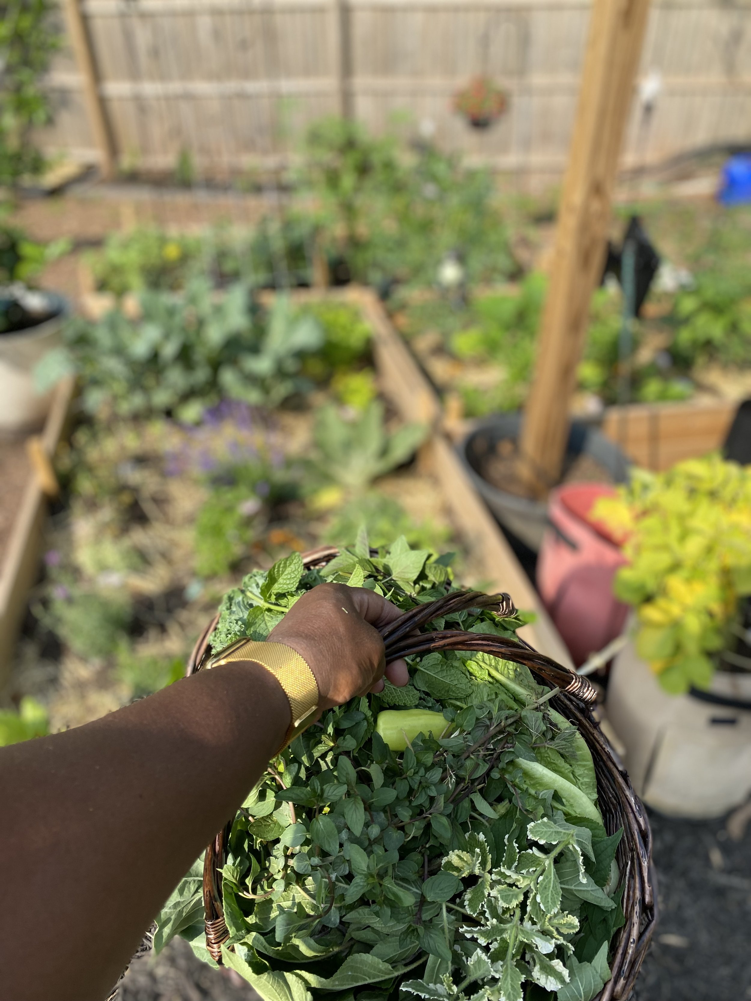 A person holding a basket of fresh herbs and greens in a garden with raised beds.