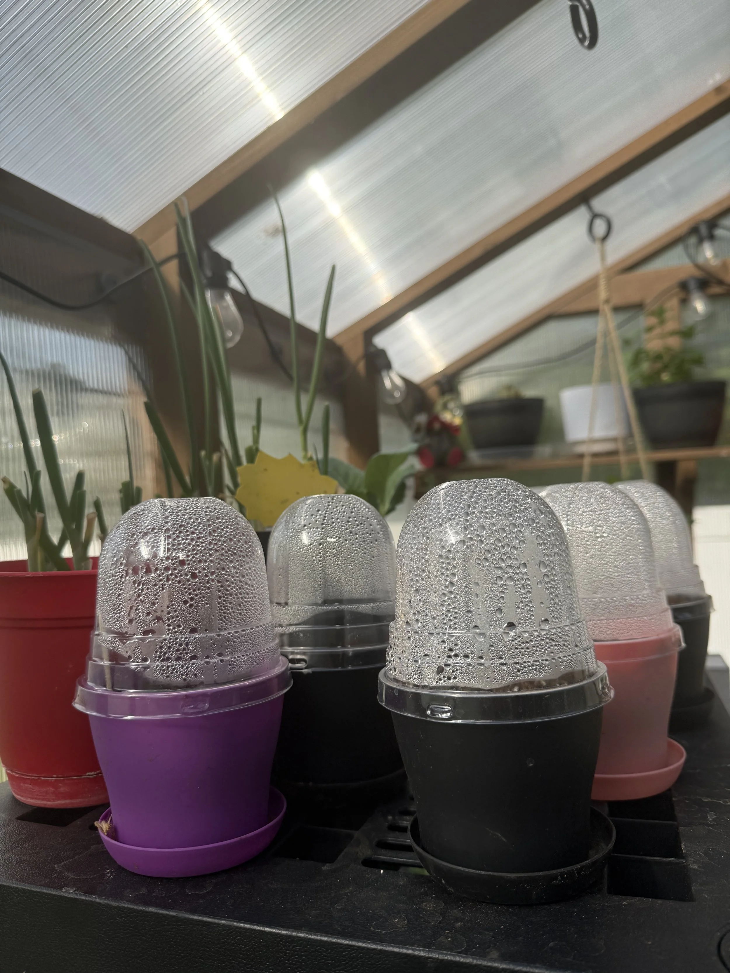 Garden Starter Plants