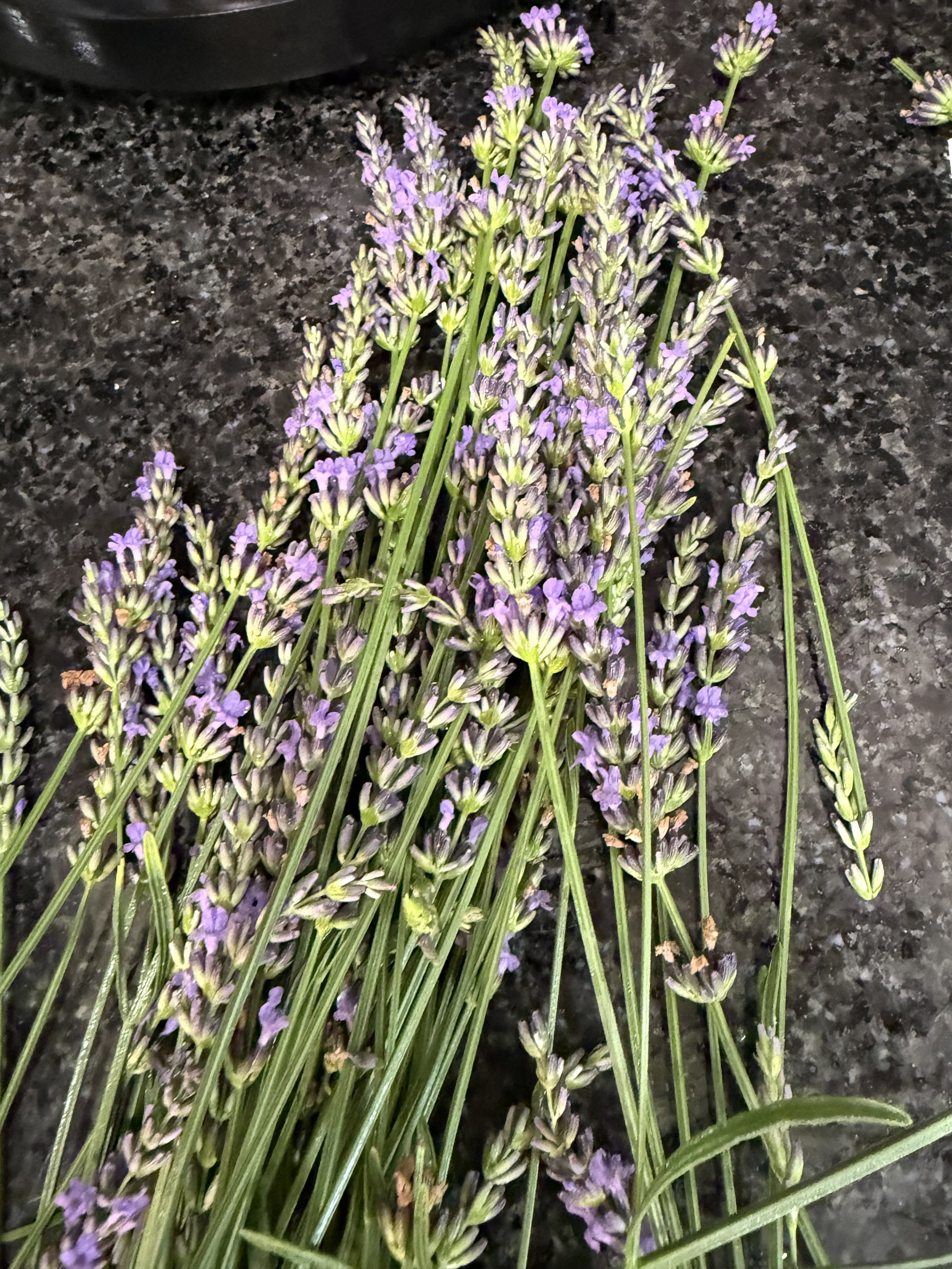 IMG_2158.jpeg
