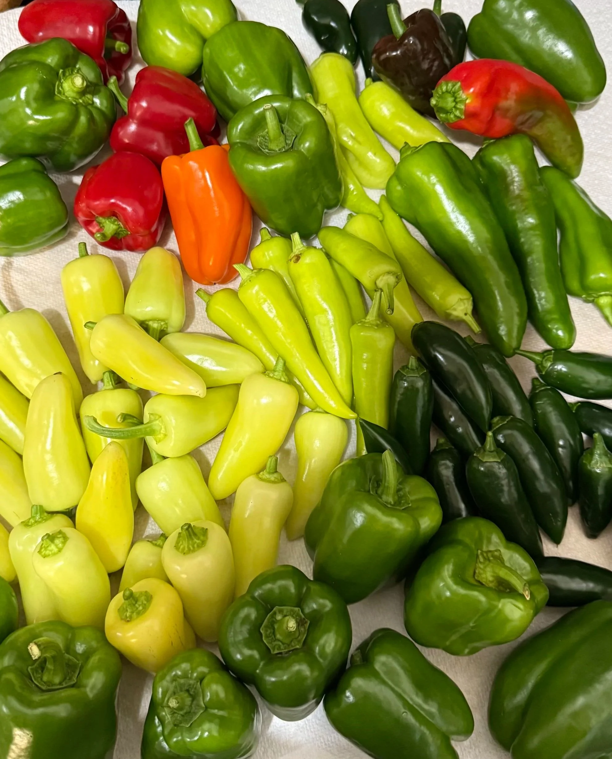 Heirloom Pepper Seeds Collection