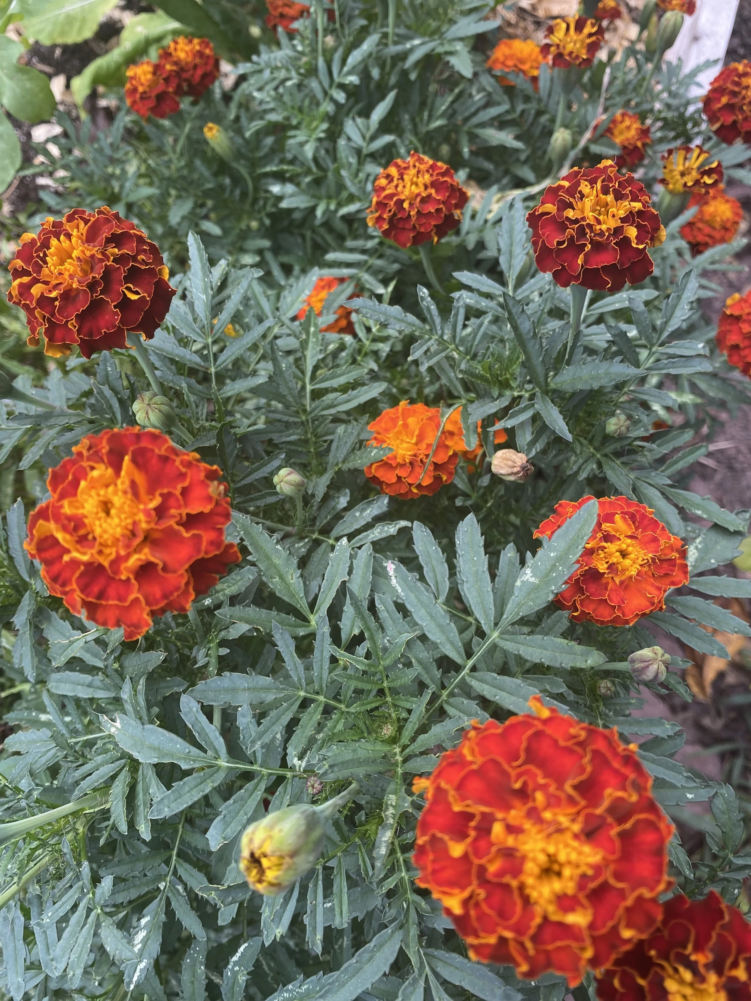 Marigold Companion Seed Bundle
