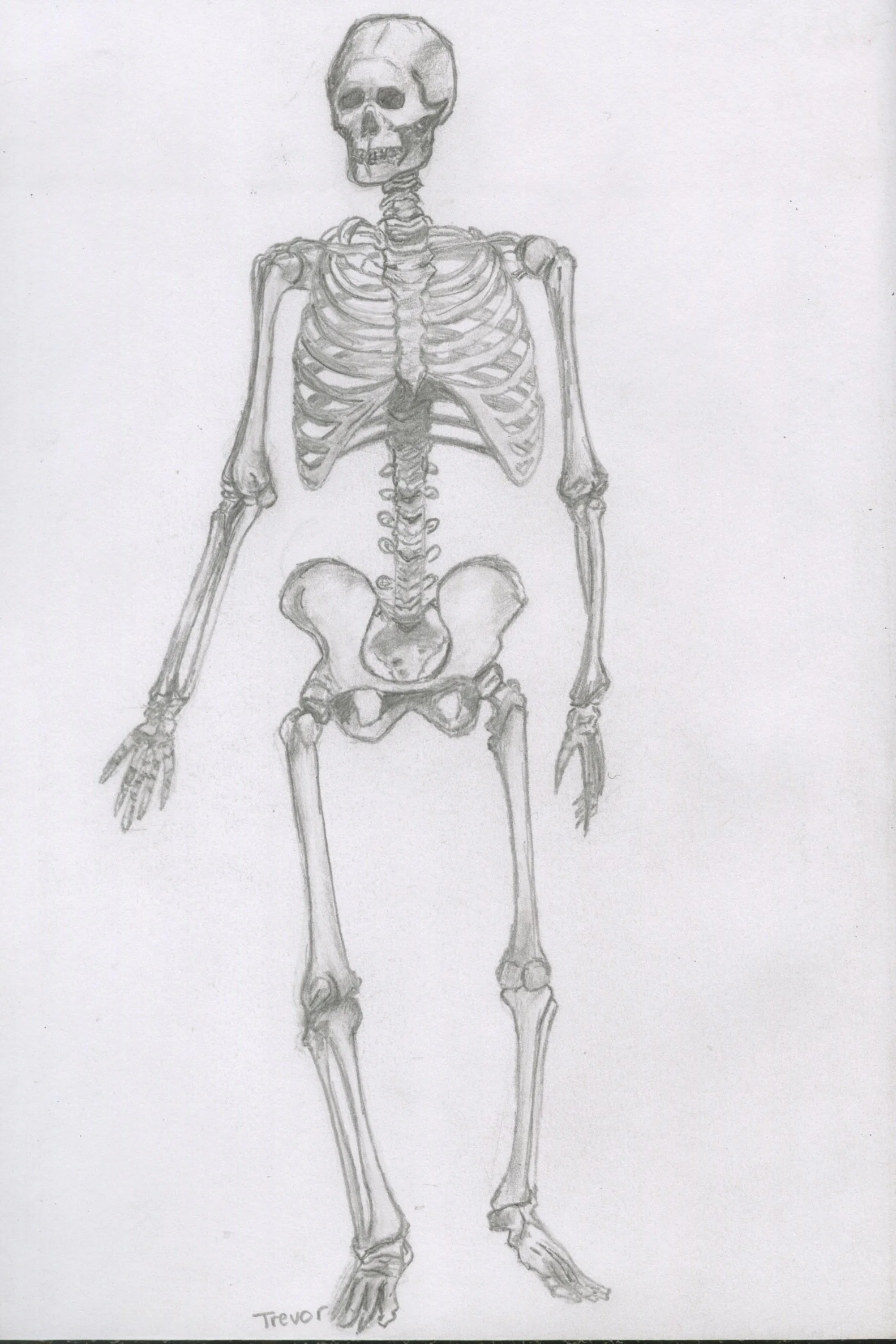 Skeleton.jpeg