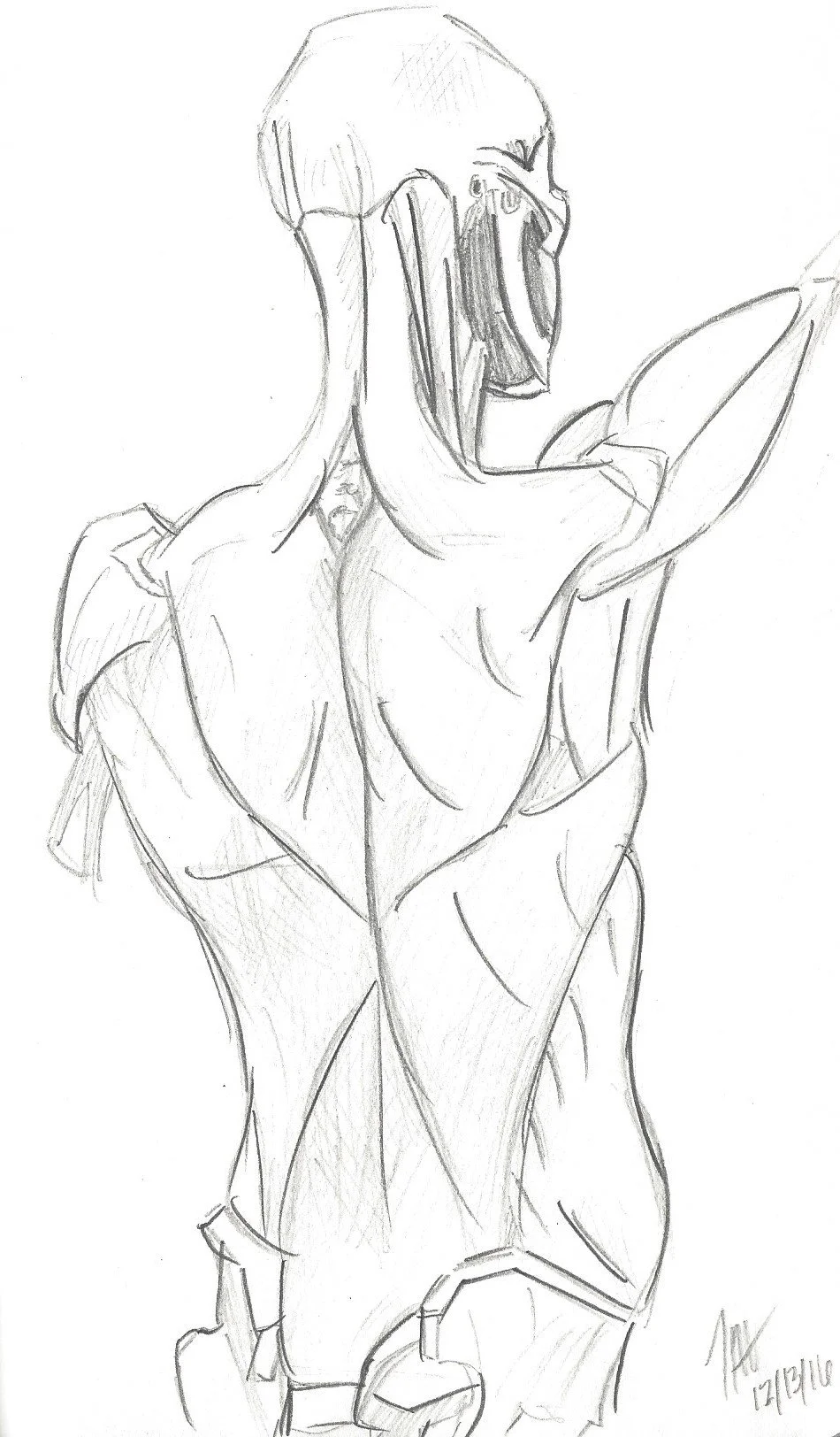 Back Muscles.jpeg