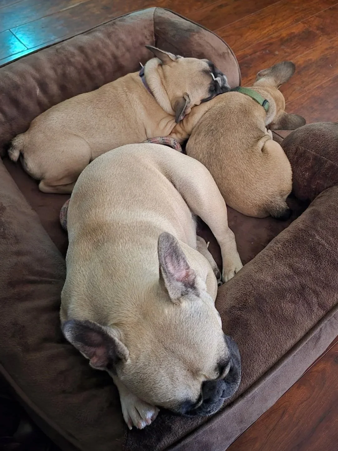 Three French Bulldogs, two puppies and one adult, sleeping on a brown dog bed in a cozy arrangement.