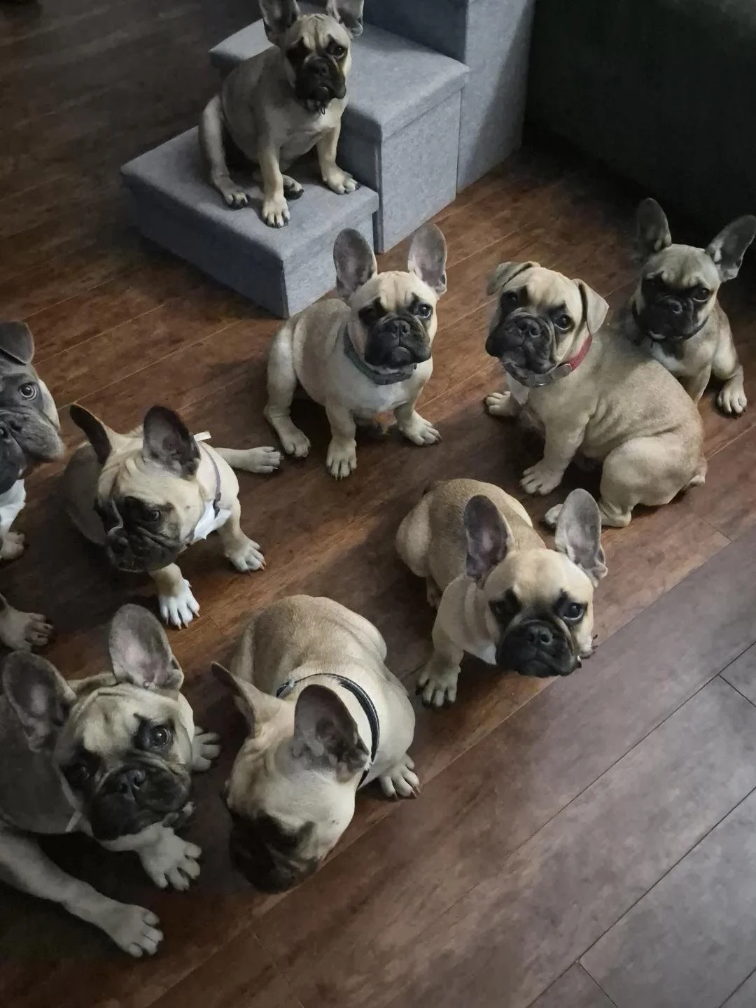 Litter of French Bulldogs in Ludowici, GA sitting and standing on a wooden floor, some looking up at the camera, one dog on a small gray platform.