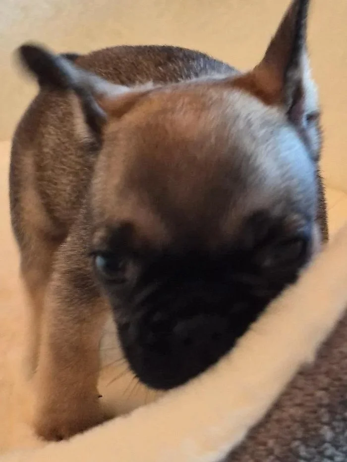 Puppie+19.jpg