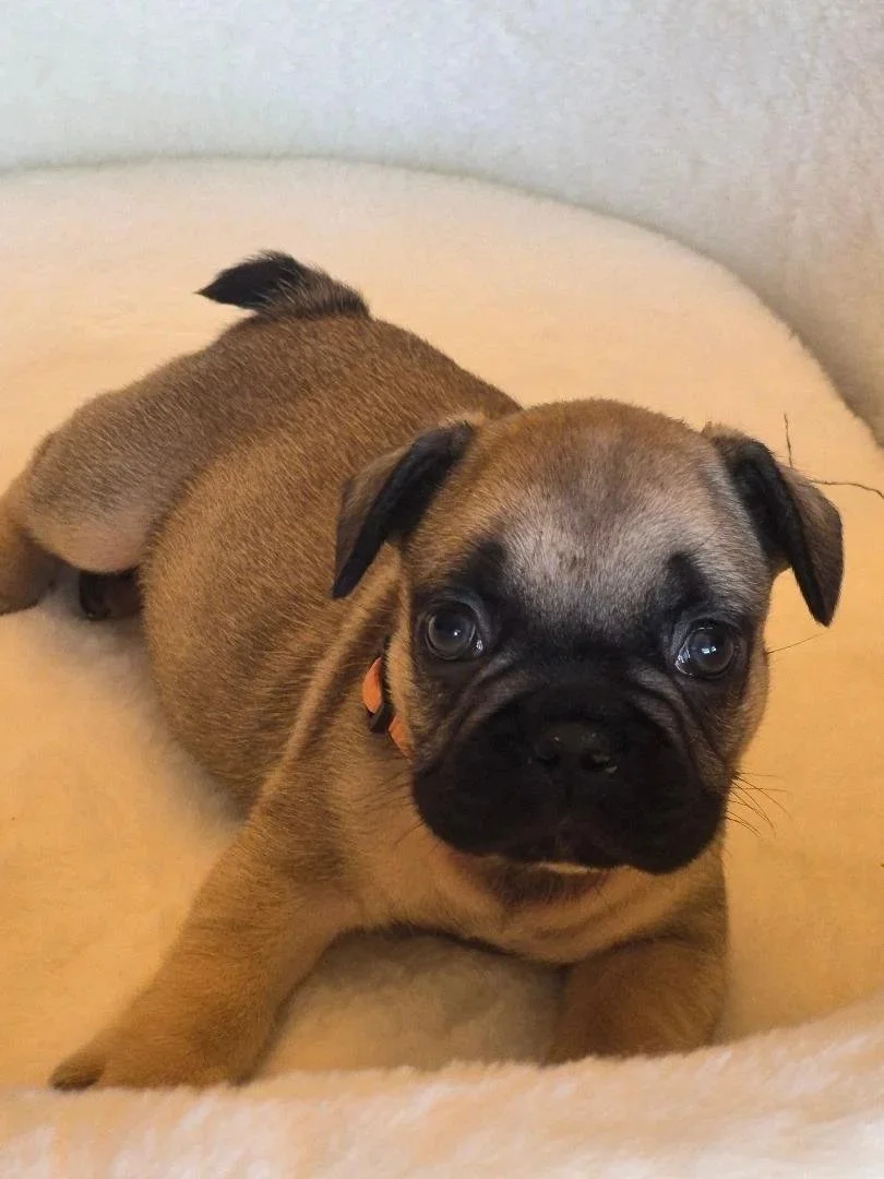 "Ember" (Male)