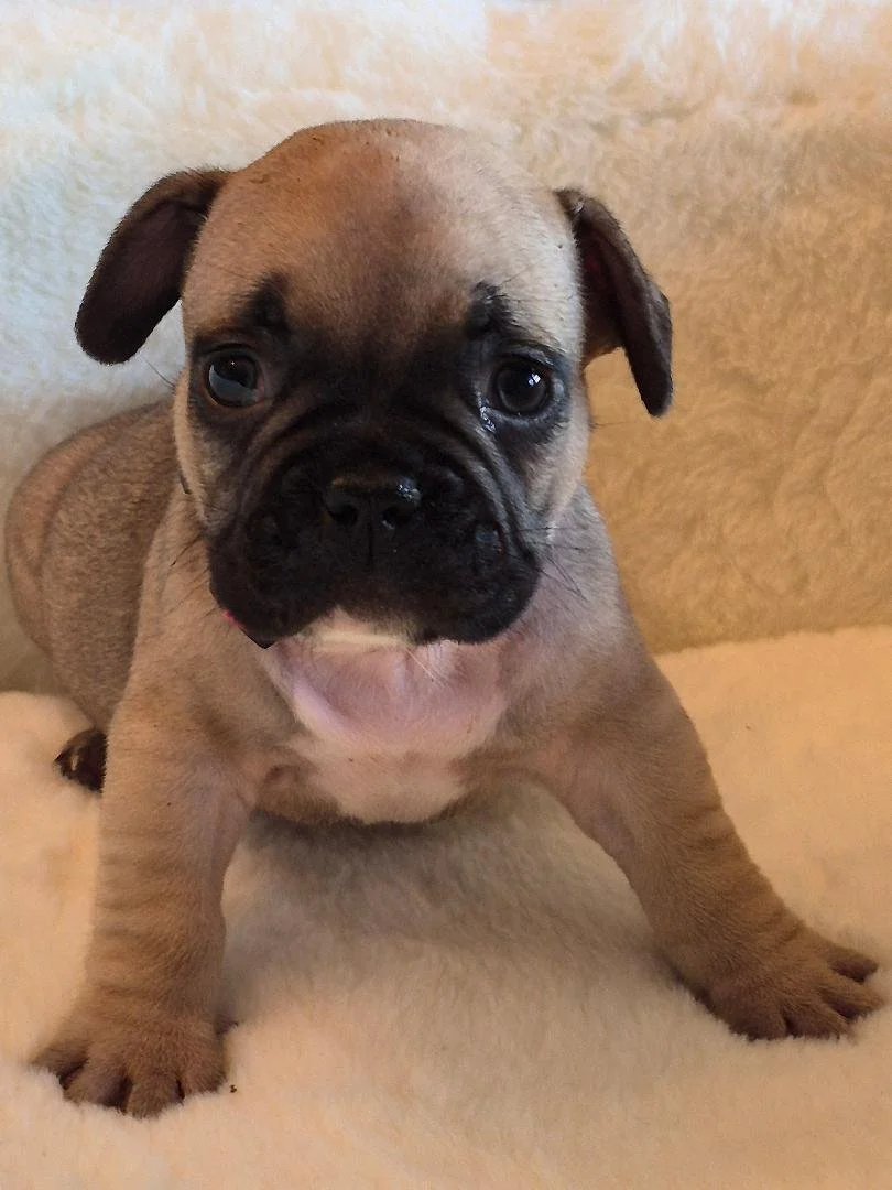 Puppie 16.jpg