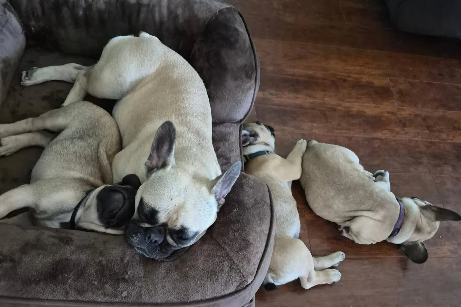 Four French bulldogs are sleeping, three on a brown dog bed and one on a wooden floor. Two dogs on the bed have their bodies intertwined, while the third dog on the wall has its head resting on the bed. The dog on the floor is lying on its side.