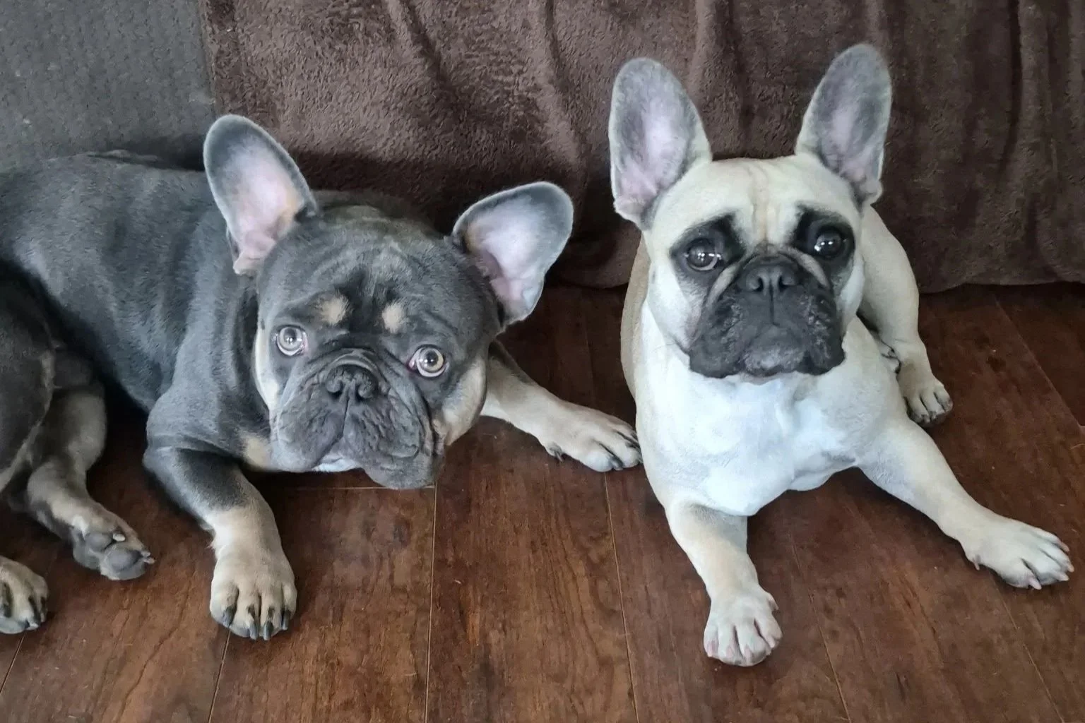 Two French Bulldogs, the parents of our current litter, lying on a wooden floor, the female a black mask fawn color and the male a blue fawn color, with a brown couch in the background.