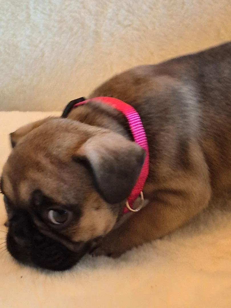 Puppie 14.jpg