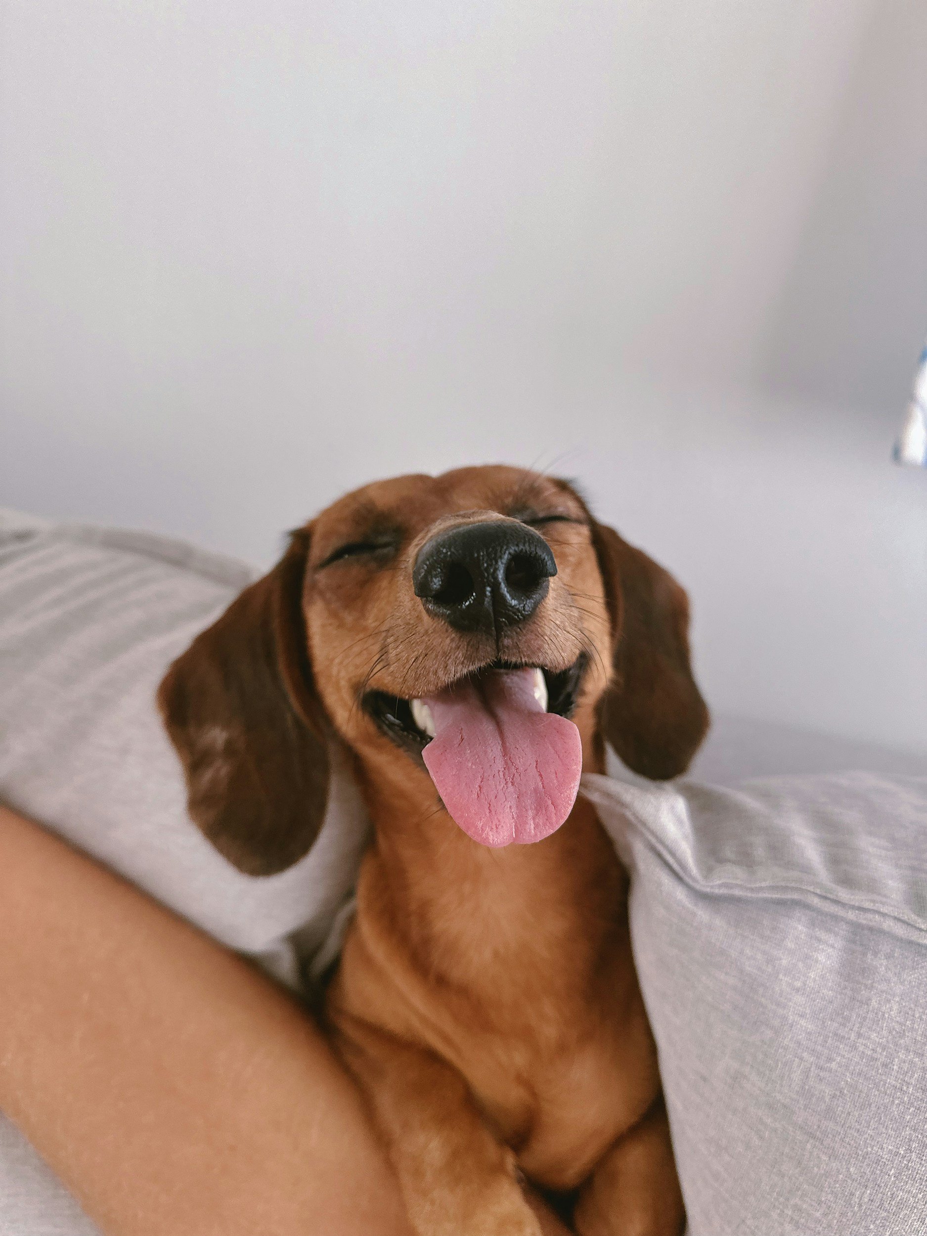 Close-up of a happy brown and black Dachshund dog with eyes closed, mouth open, tongue out, resting on a person's lap, with a white wall background.