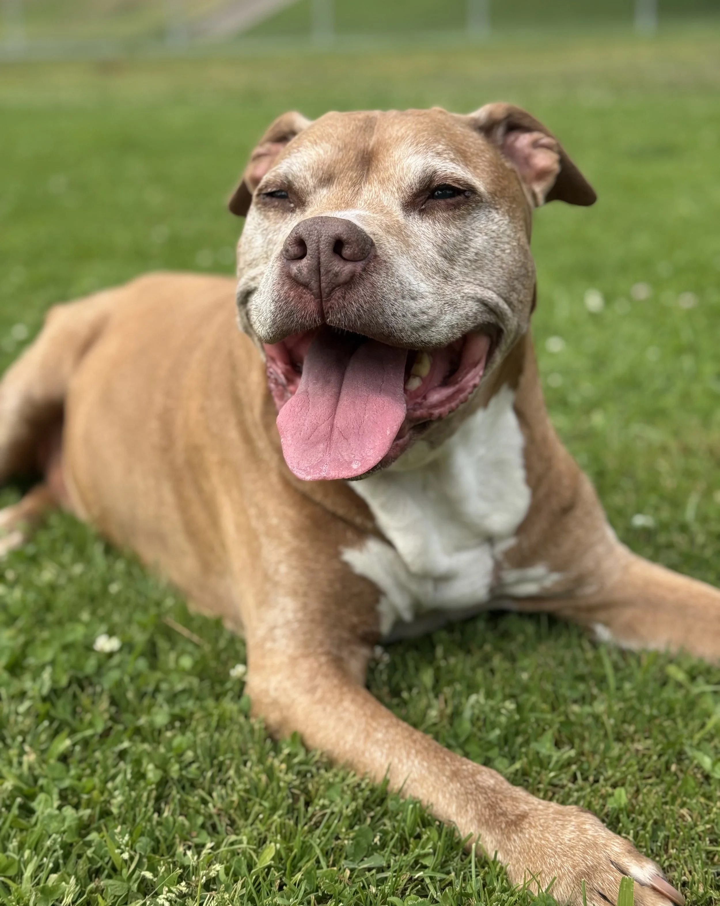 A brown and white dog lying on green grass, panting with its tongue out and eyes nearly closed.