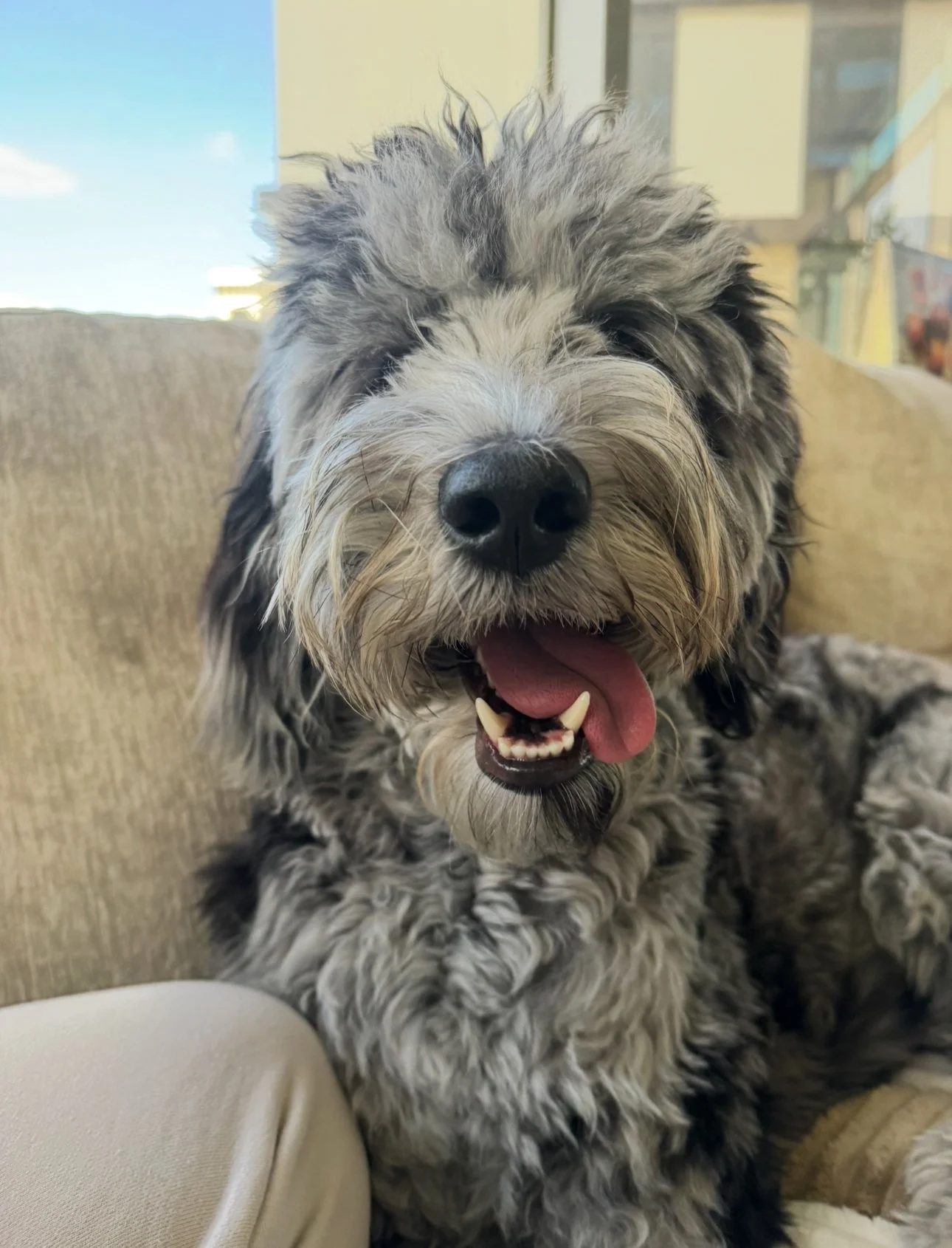 Close-up of a happy, fluffy, gray and white dog with its tongue hanging out, sitting on a beige couch with a window and building in the background.