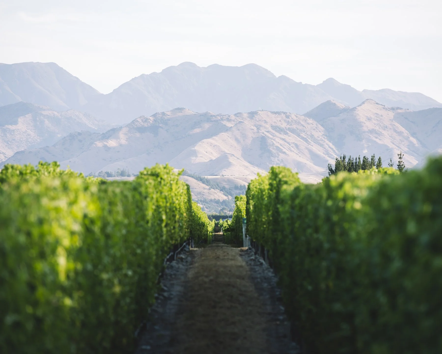 A vineyard with lush green grapevines in the foreground, and a mountain range in the background, under a clear sky.