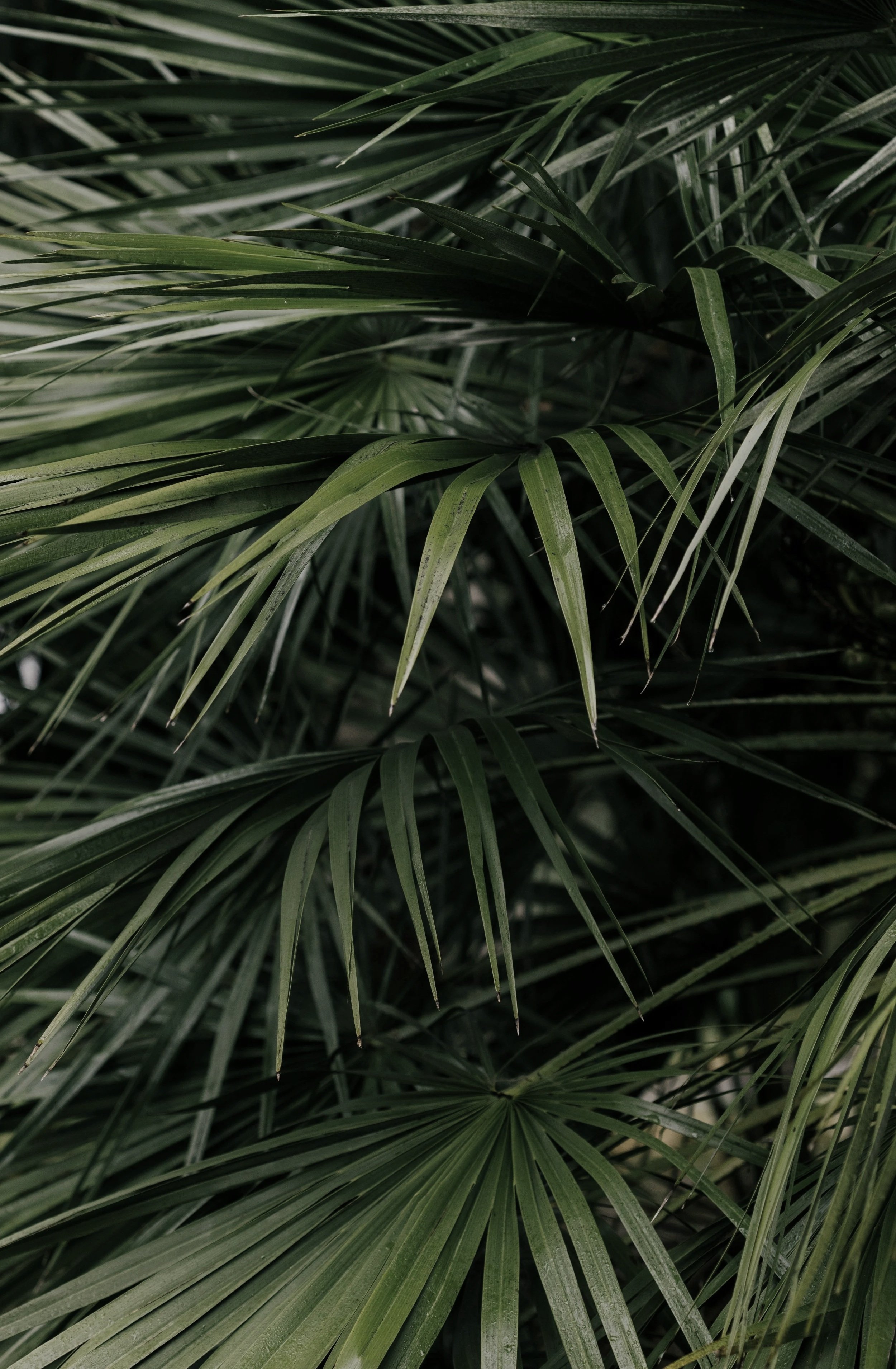 Close-up of overlapping green palm leaves with detailed veins and edges.
