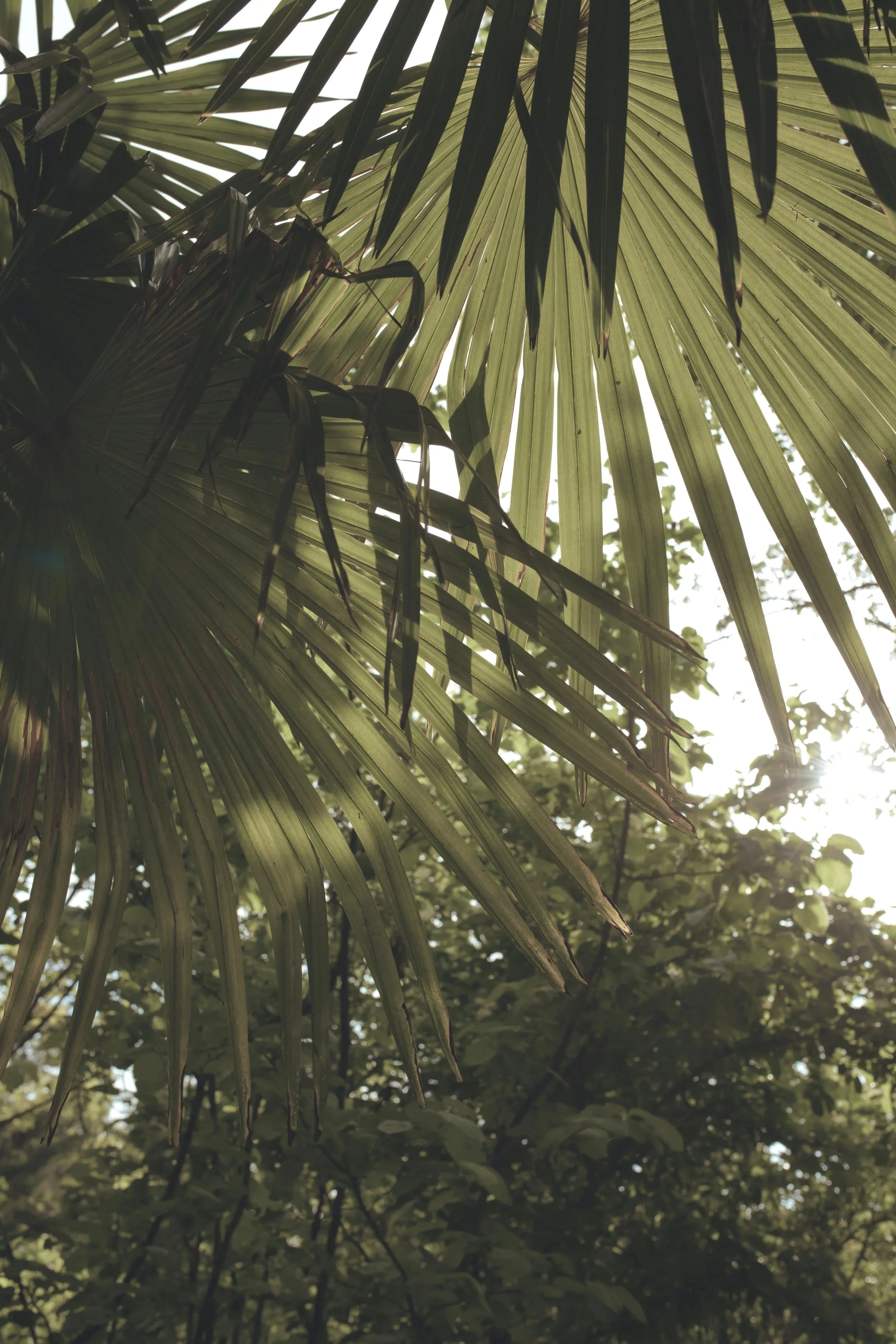 Close-up view of a large palm tree leaf with sunlight shining through, surrounded by other trees and foliage.