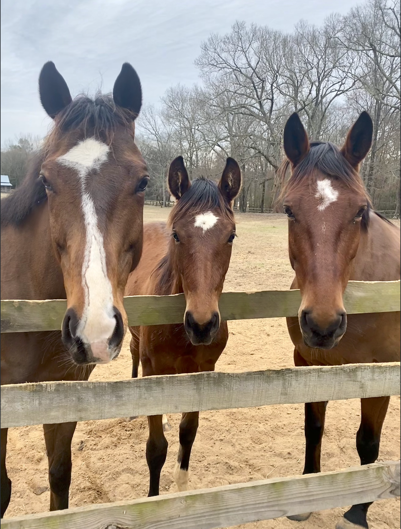 Aiken Horses.png